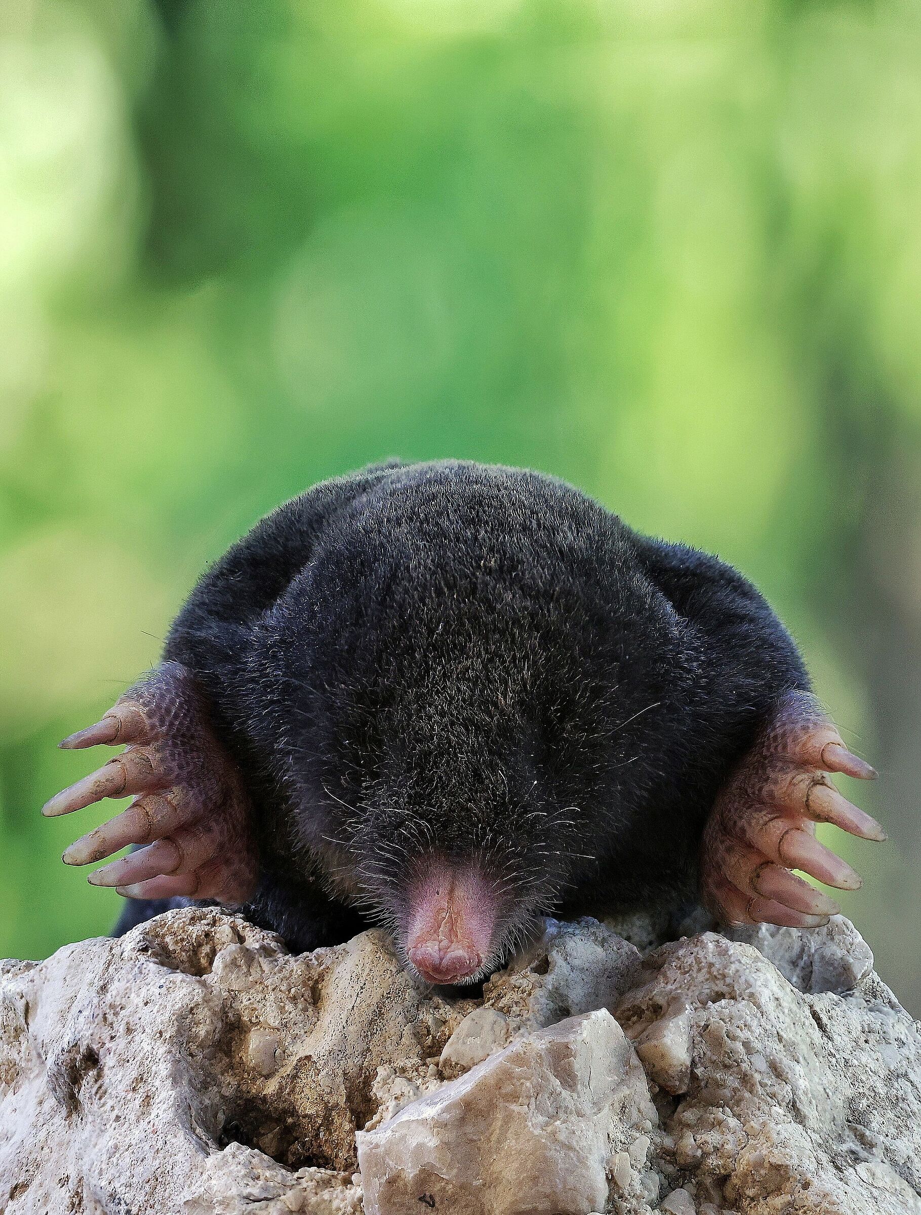 Mole europaea