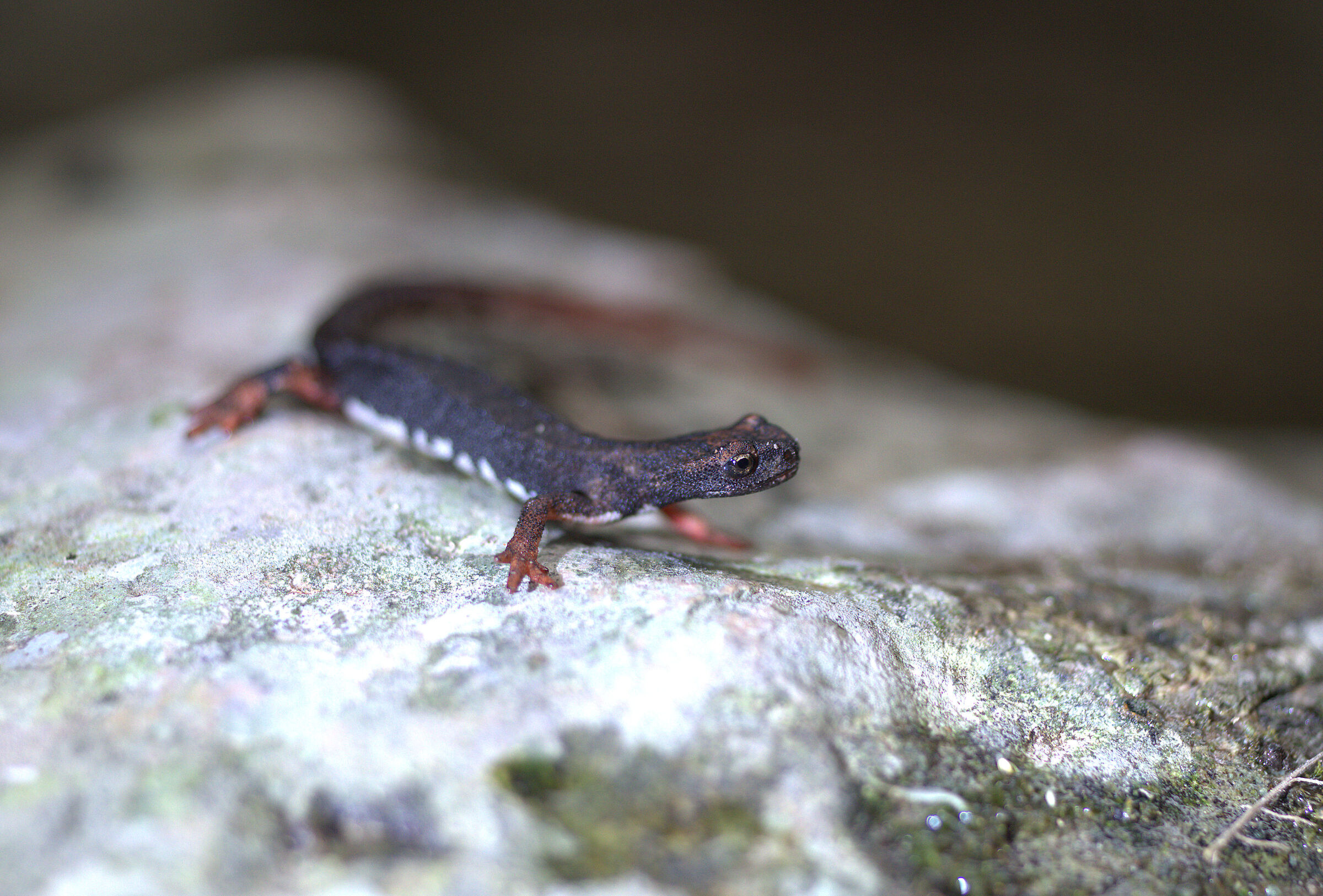 Spectacled salamander