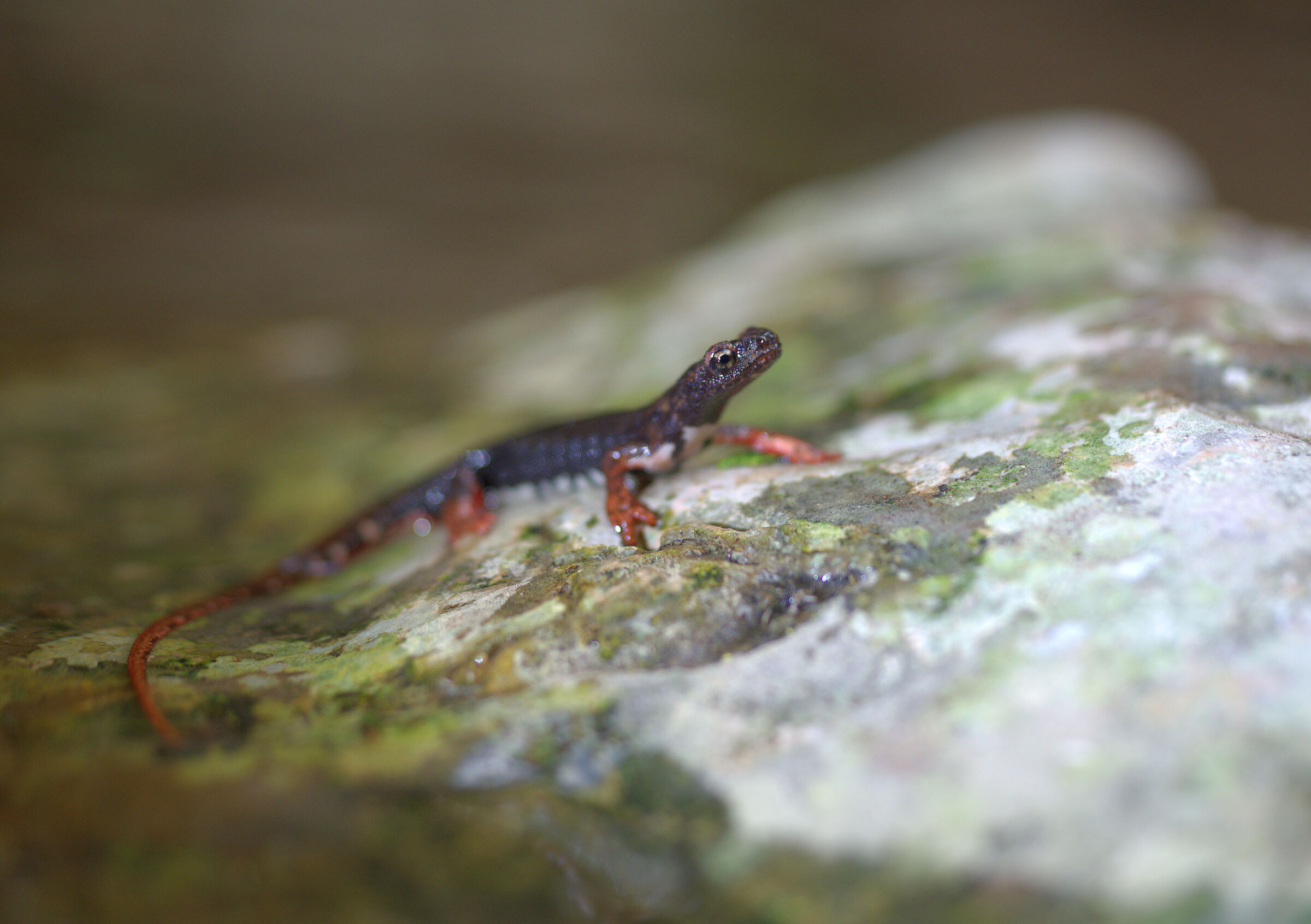 Spectacled salamander