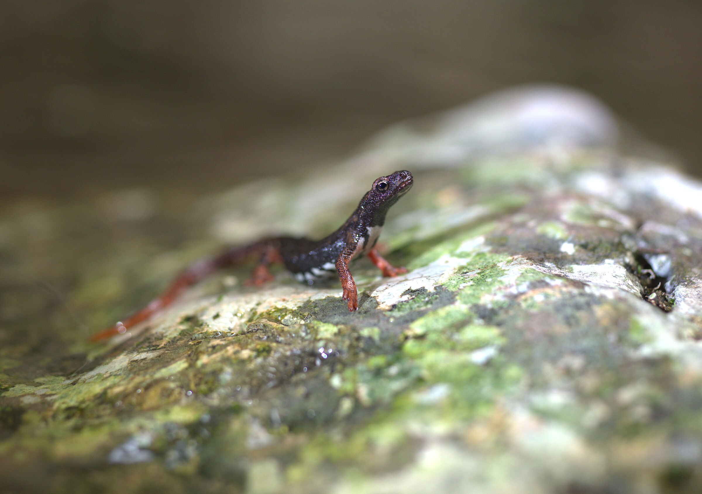 Spectacled salamander