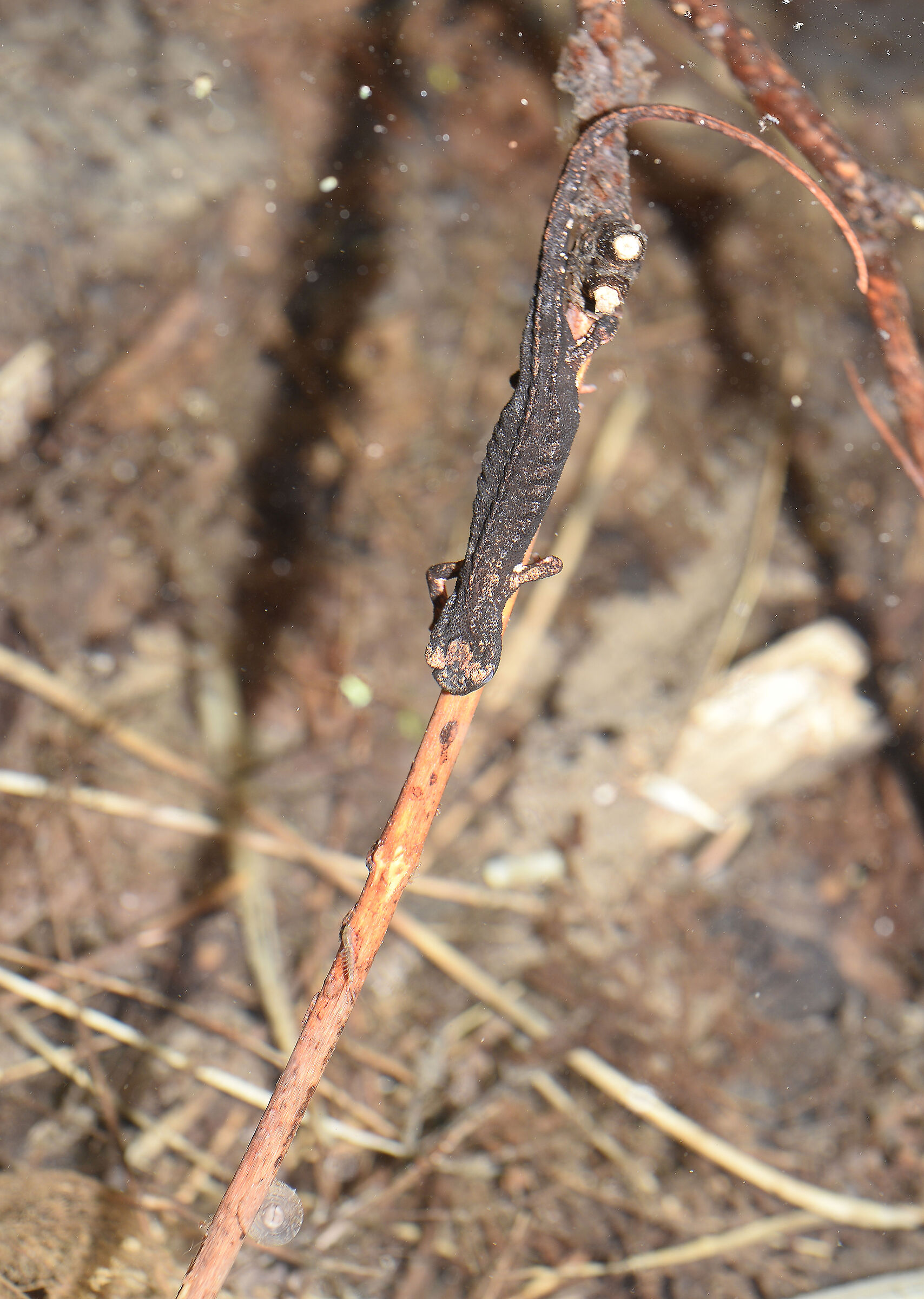 Spectacled salamander in deposition