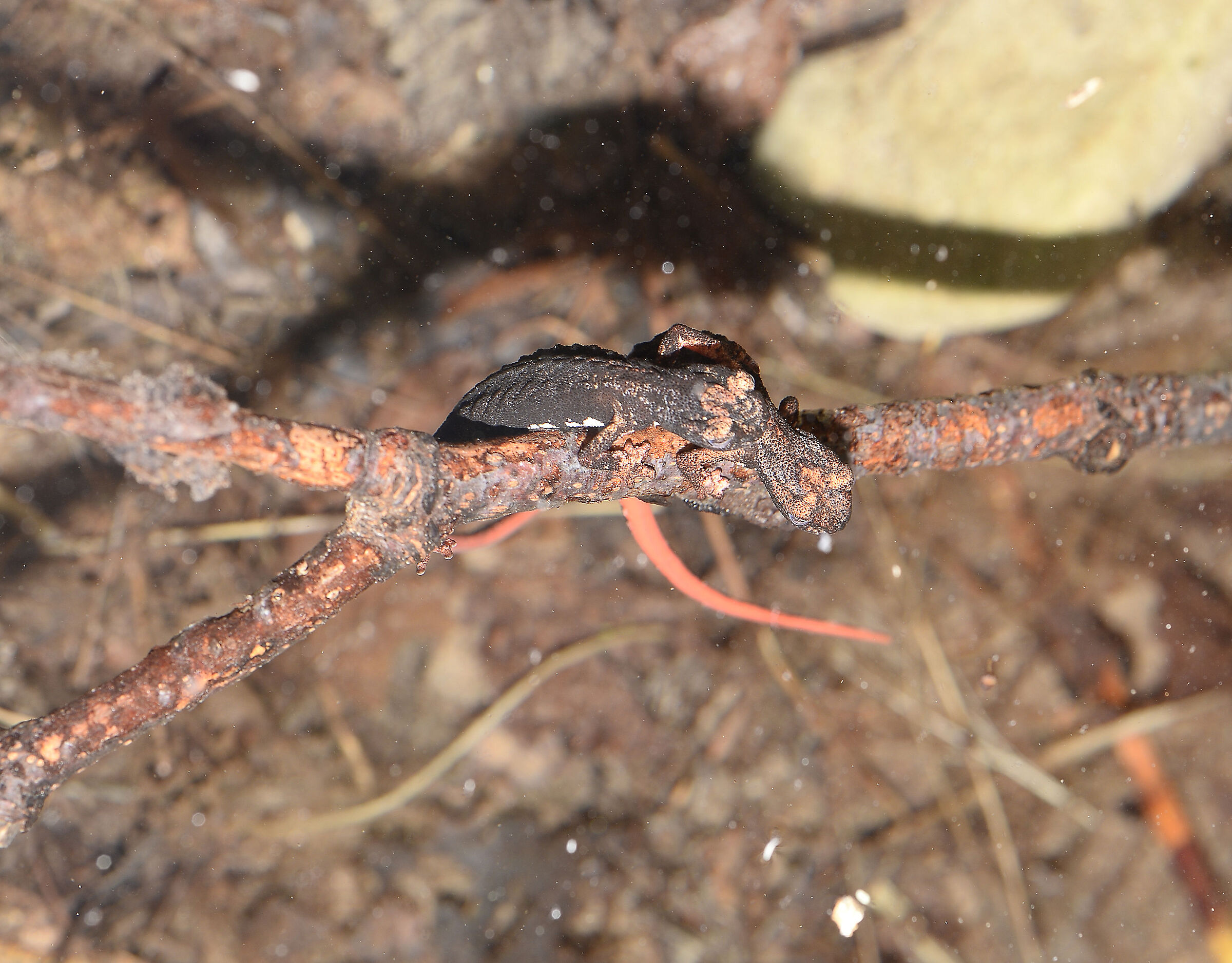 Spectacled salamander in deposition