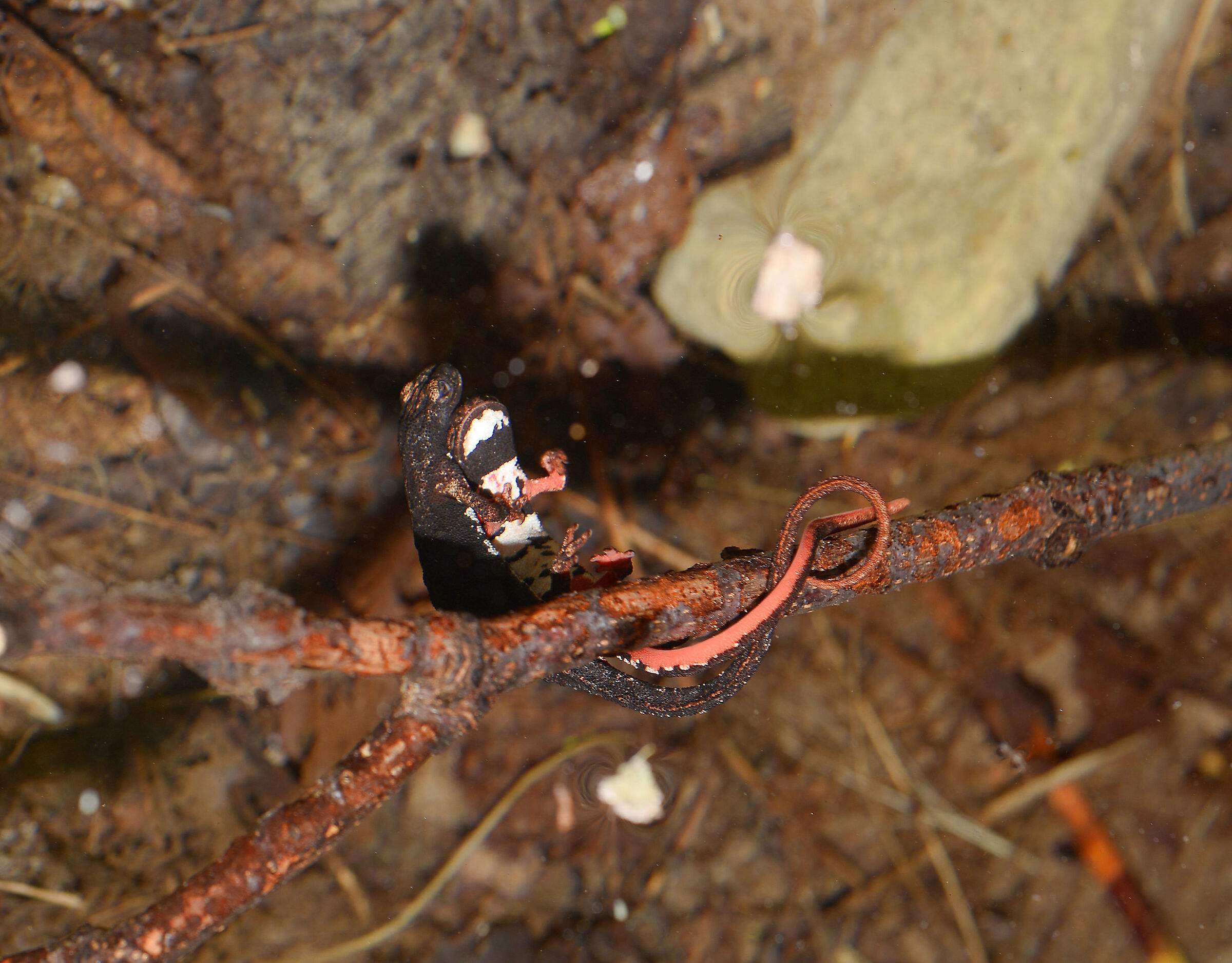 Spectacled salamander in deposition