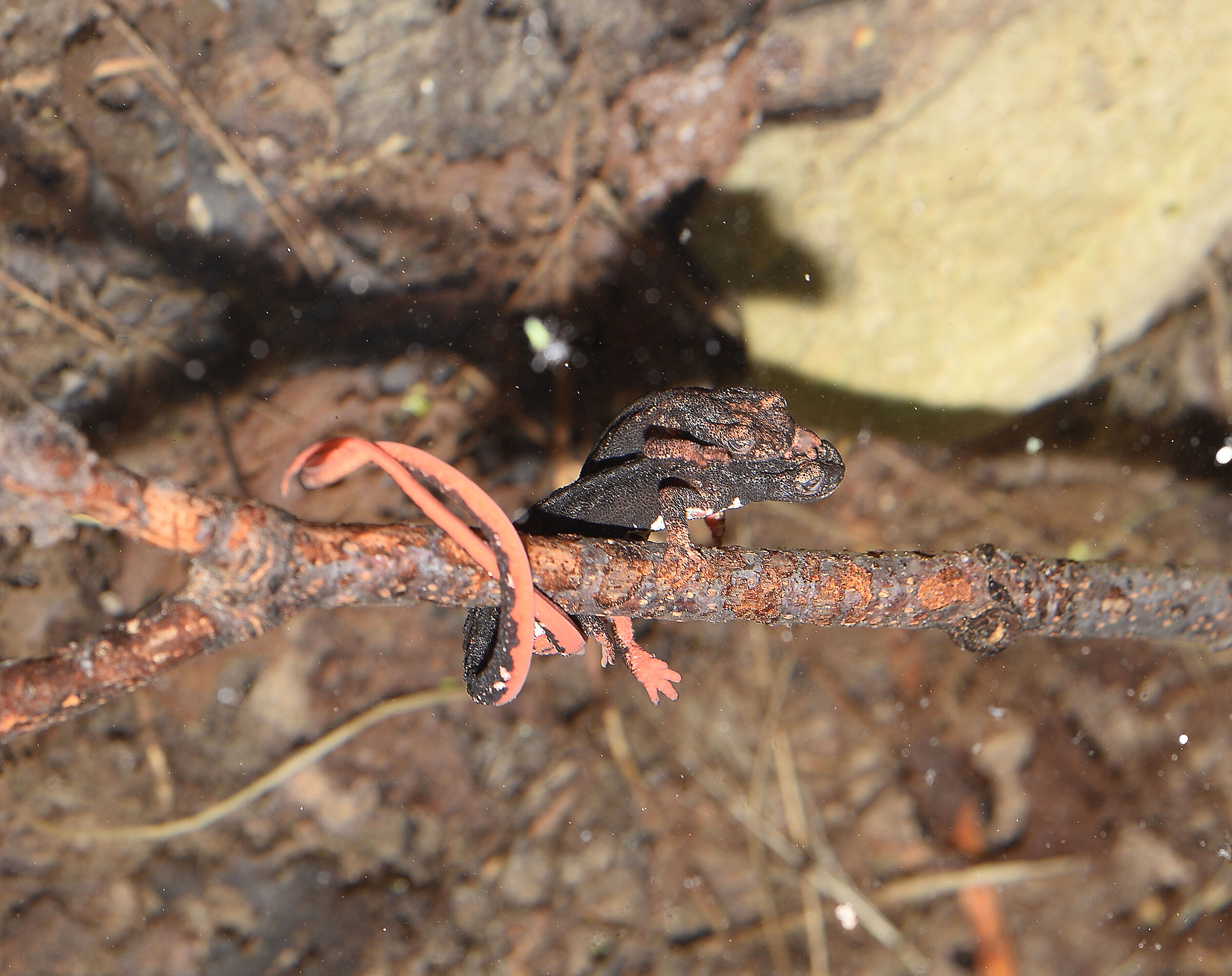 Spectacled salamander in deposition
