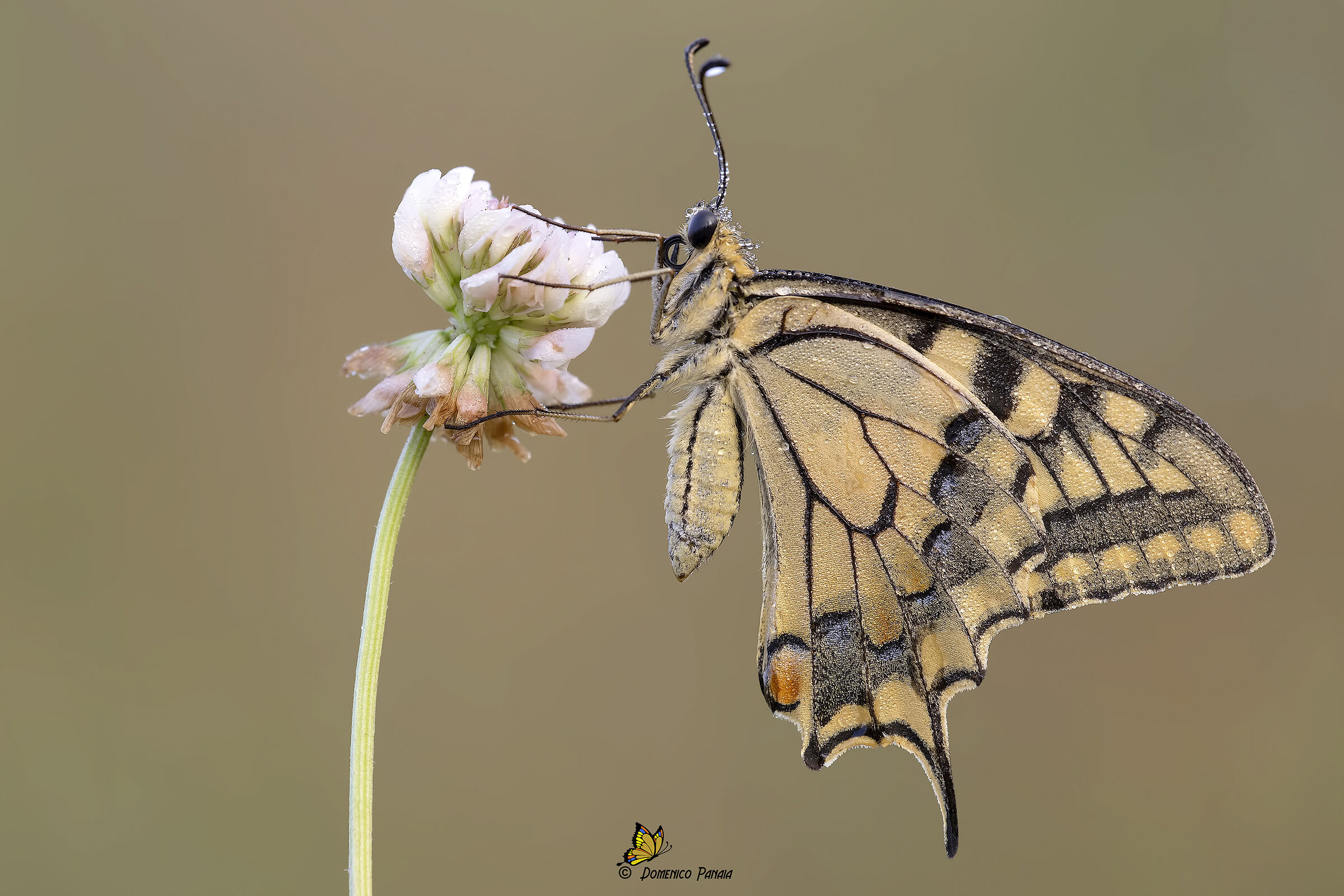 swallowtail
