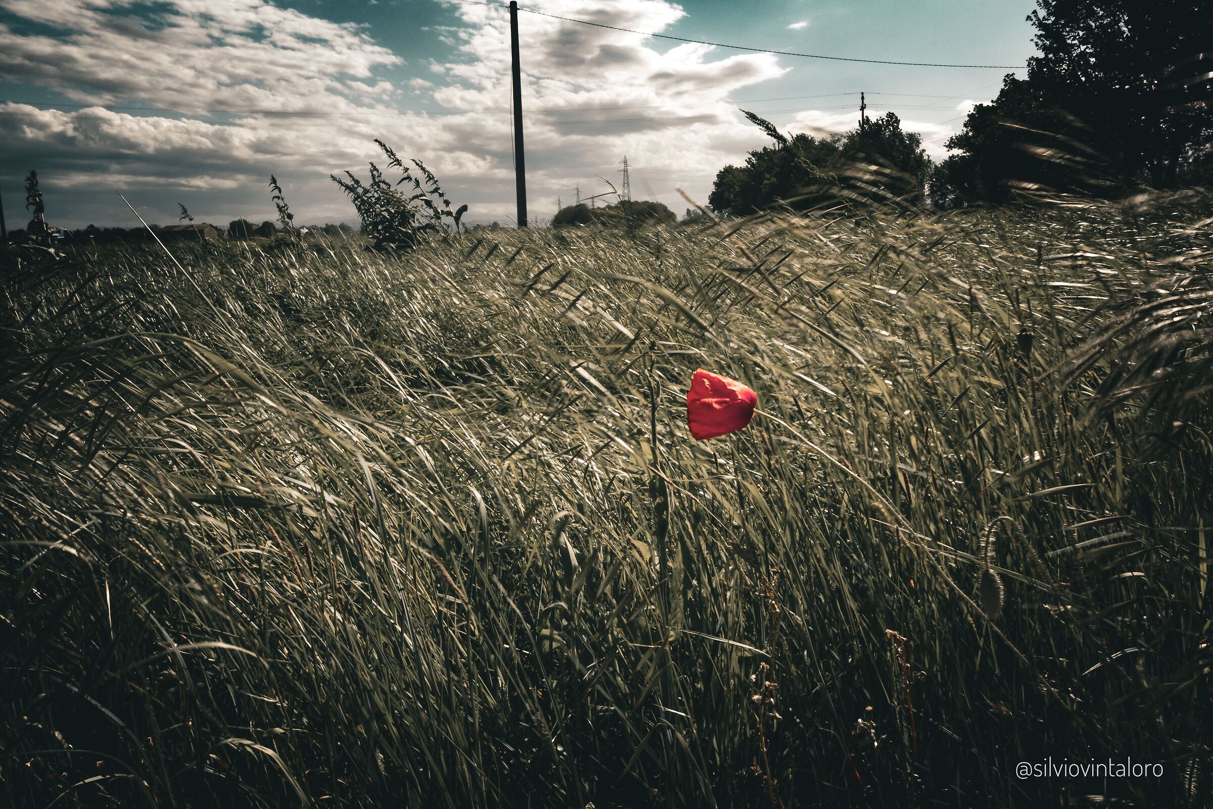 The Flower of Freedom