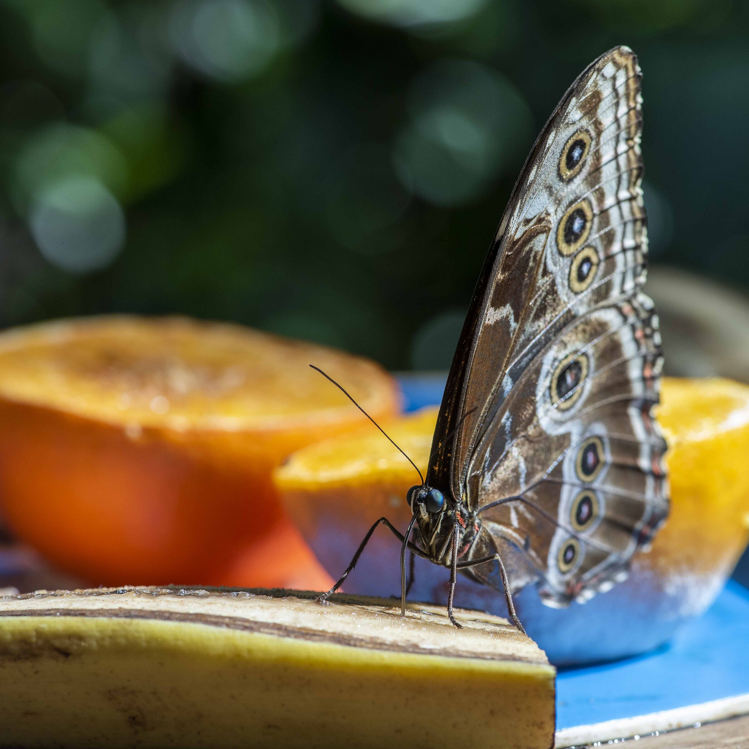 Butterfly on fruit