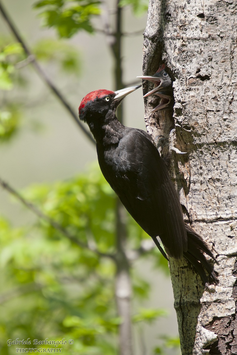 Black Woodpecker at nest
