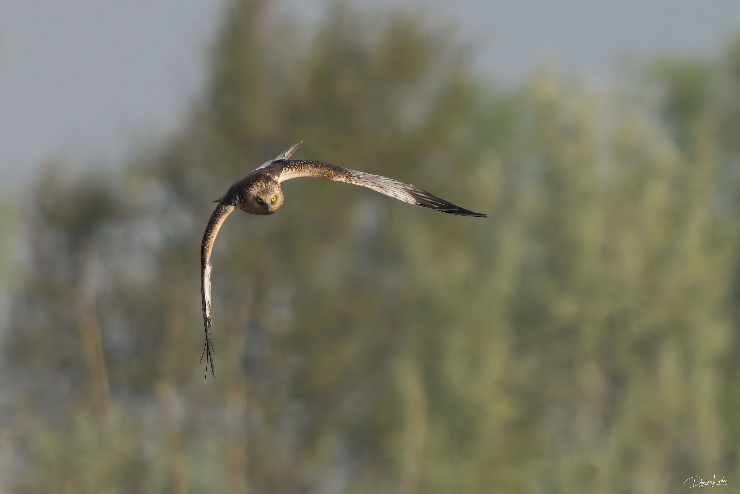 Marsh Harrier