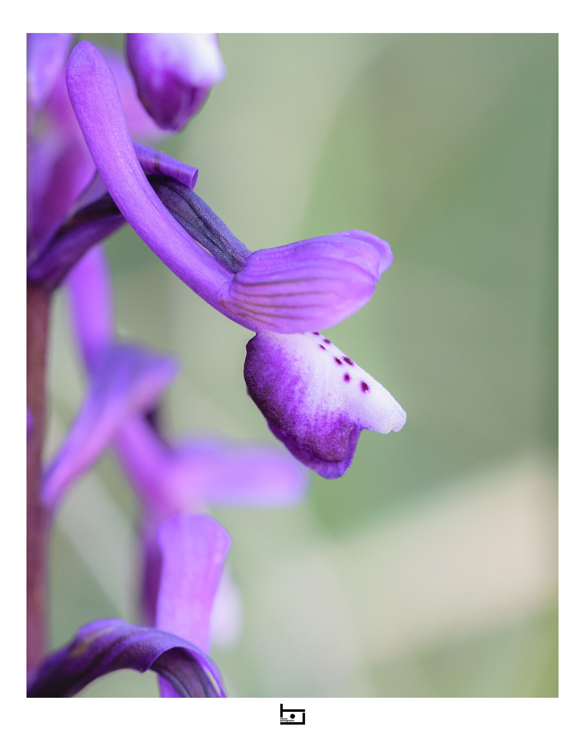 Archetype17/model=?:Anacamptis-longicornu: