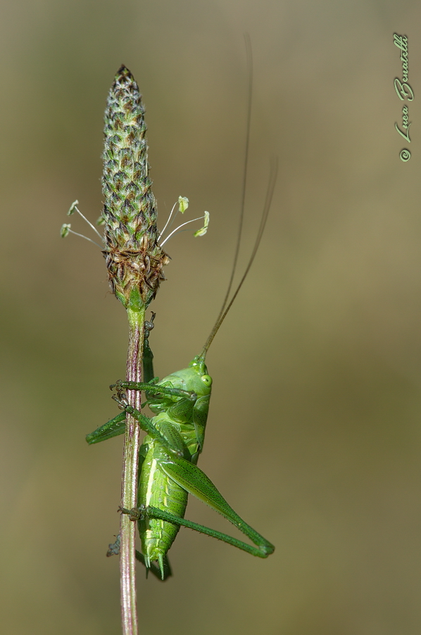 Orthoptera