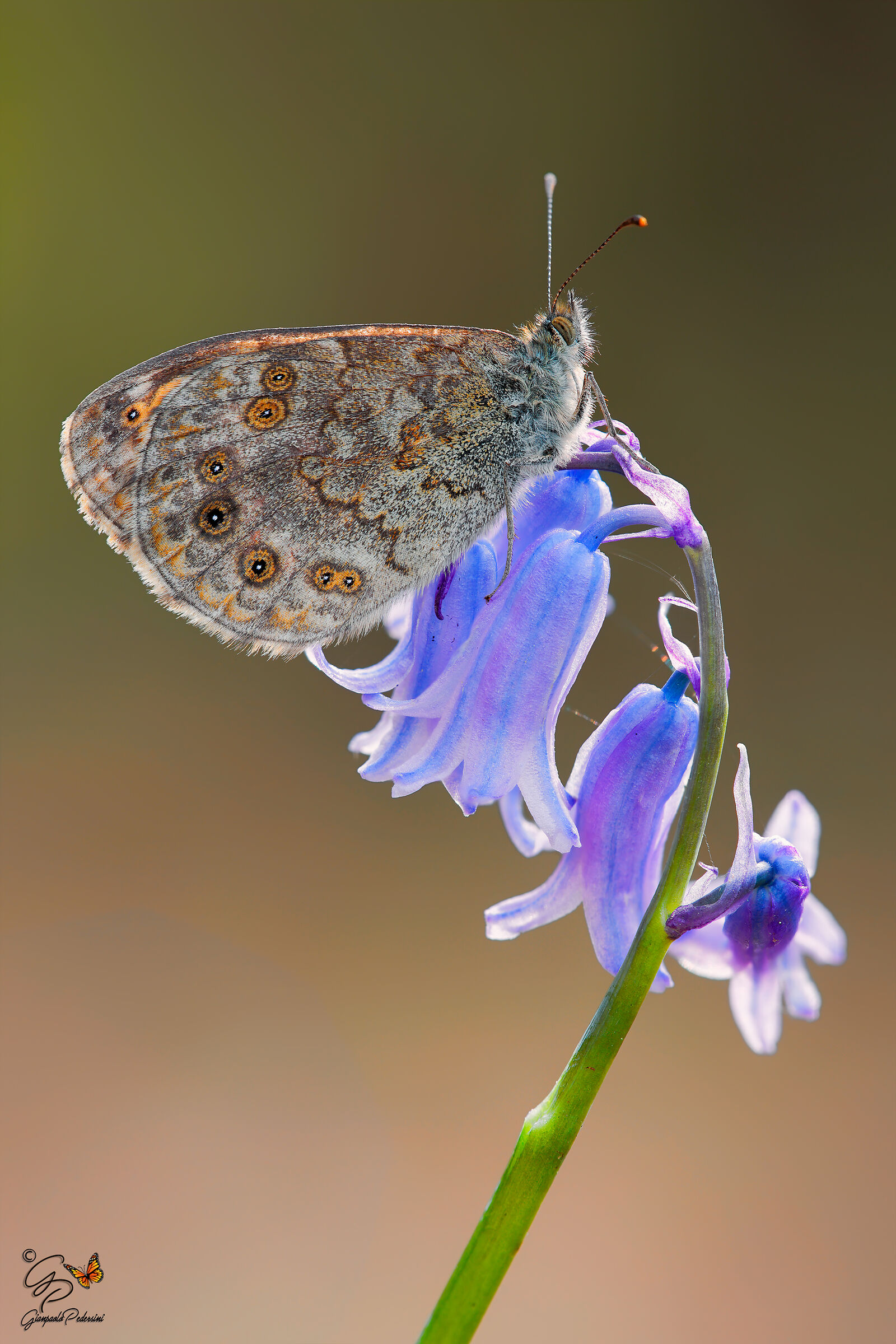 Lasiommata megera