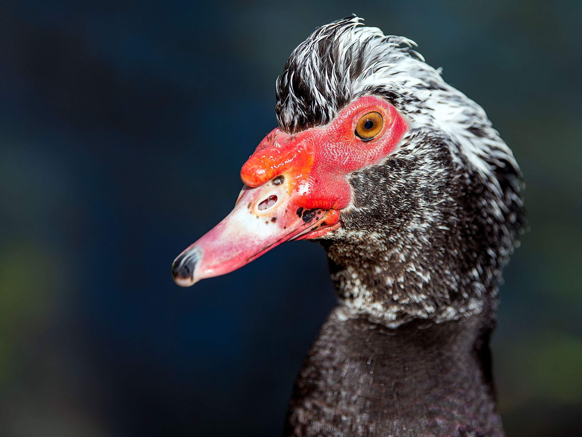 Muscovy duck