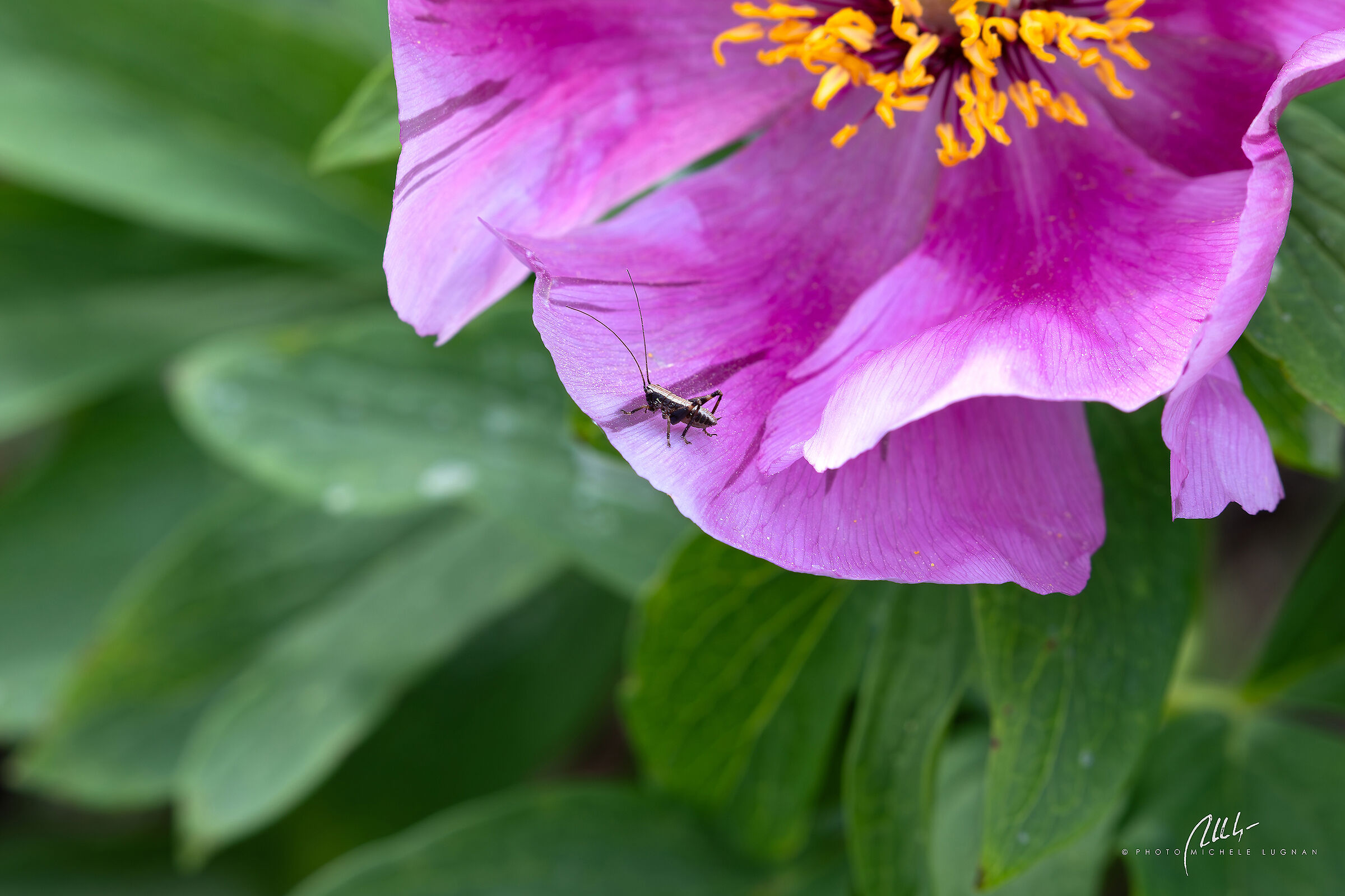 ...walking in the karst forest...