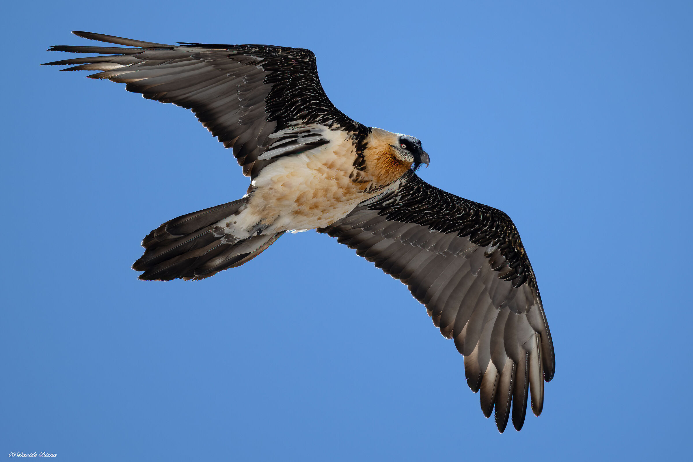 Gypaetus barbatus - Gran Paradiso National Park