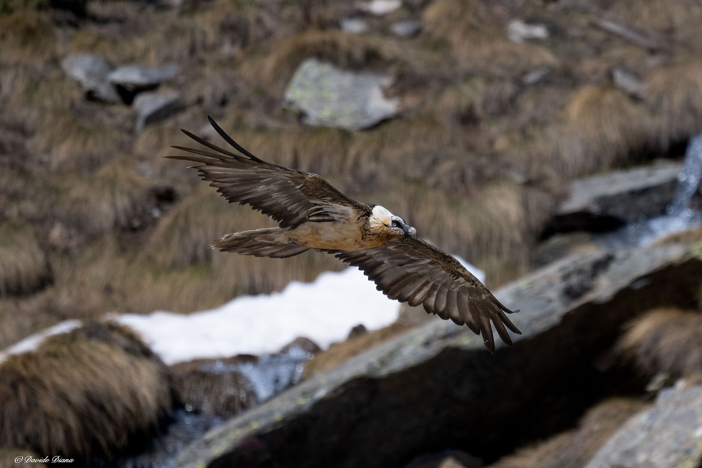 Gypaetus barbatus - Gran Paradiso National Park