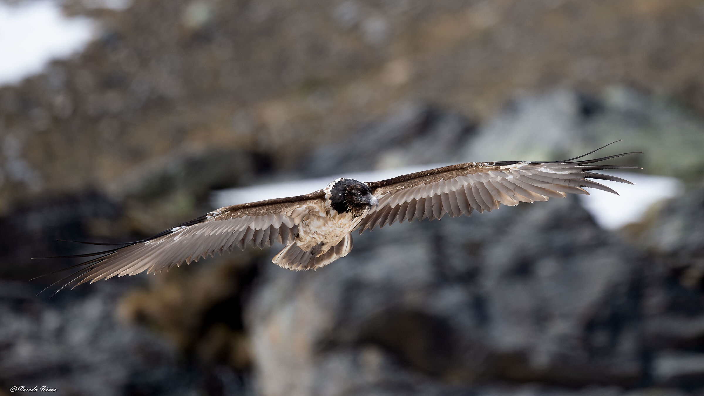 Gypaetus barbatus - Gran Paradiso National Park