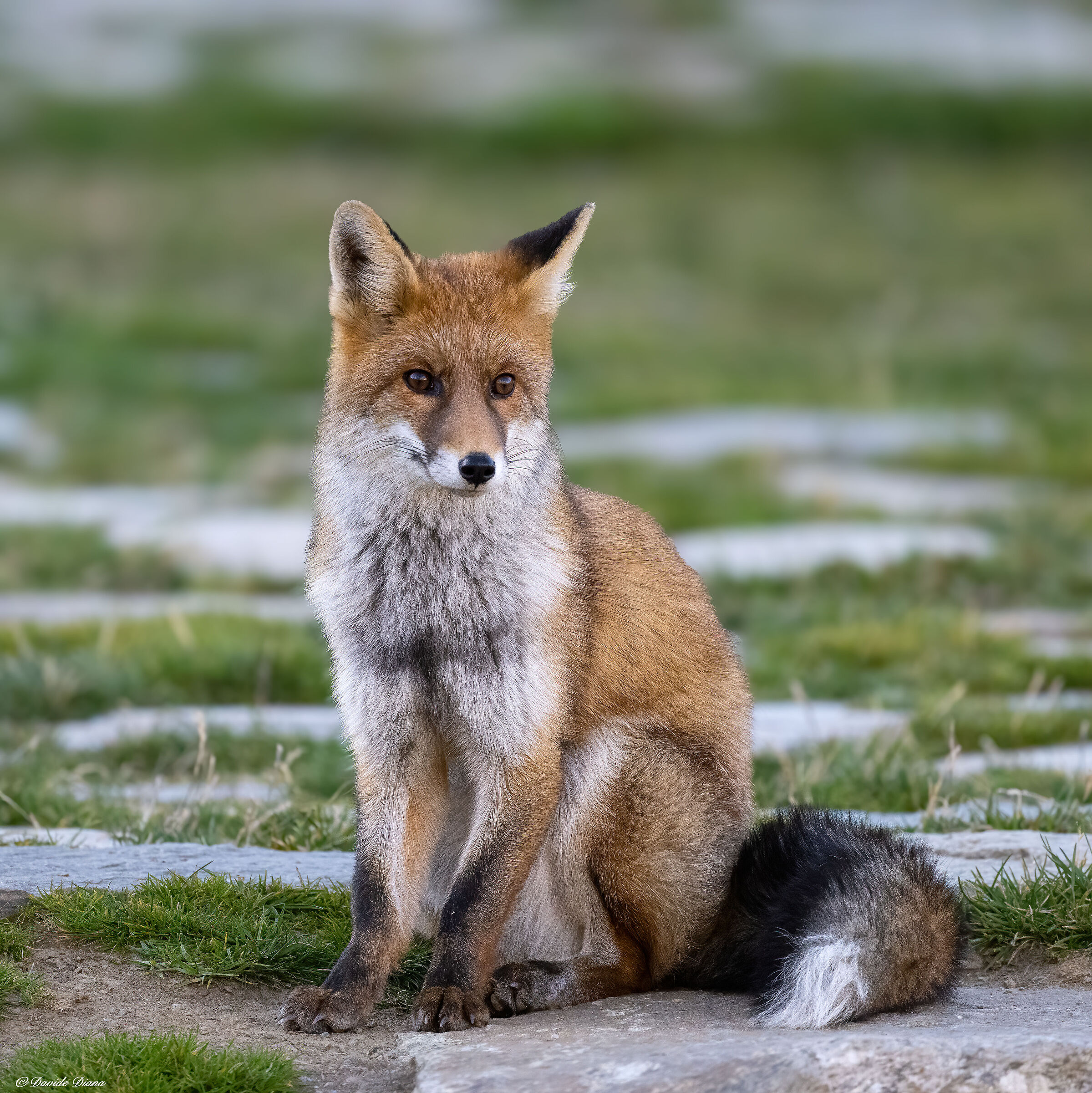 Red Fox