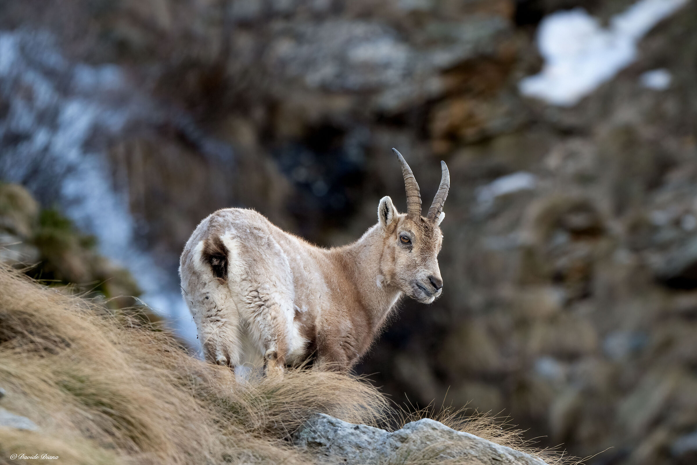Ibex - Gran Paradiso National Park