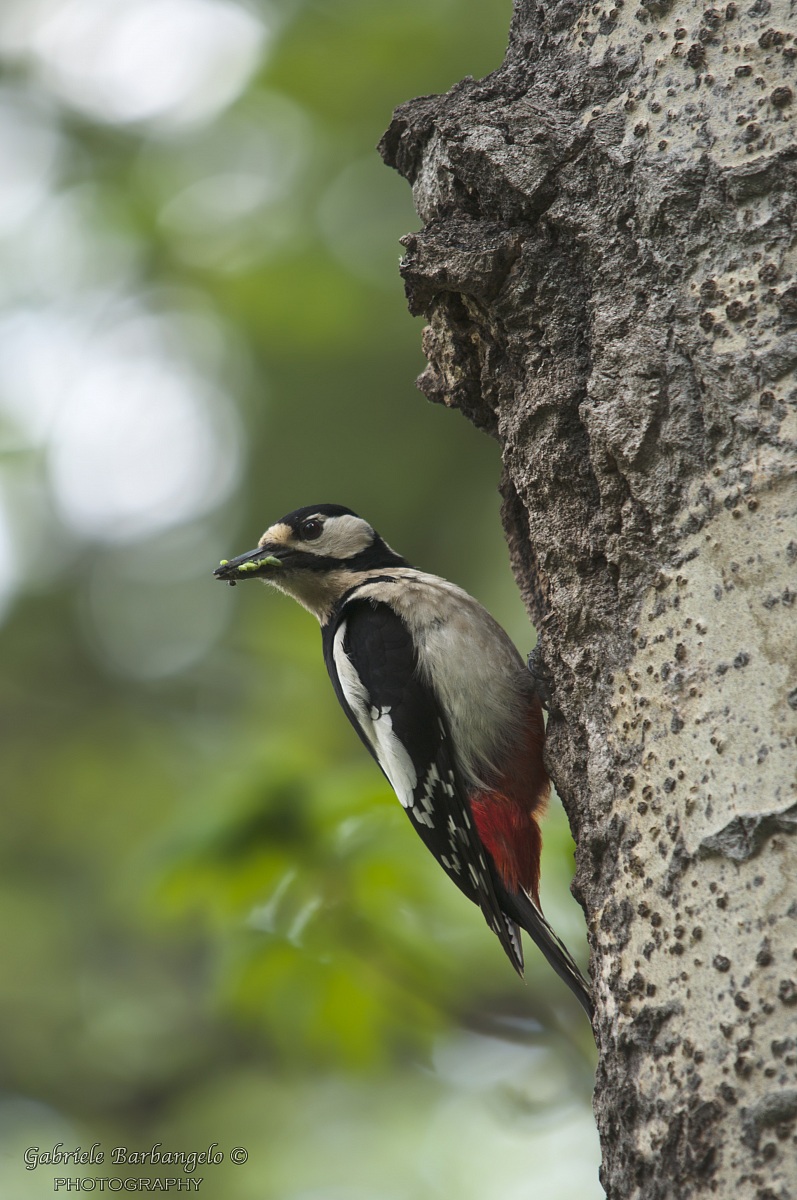 Great Spotted Woodpecker at nest