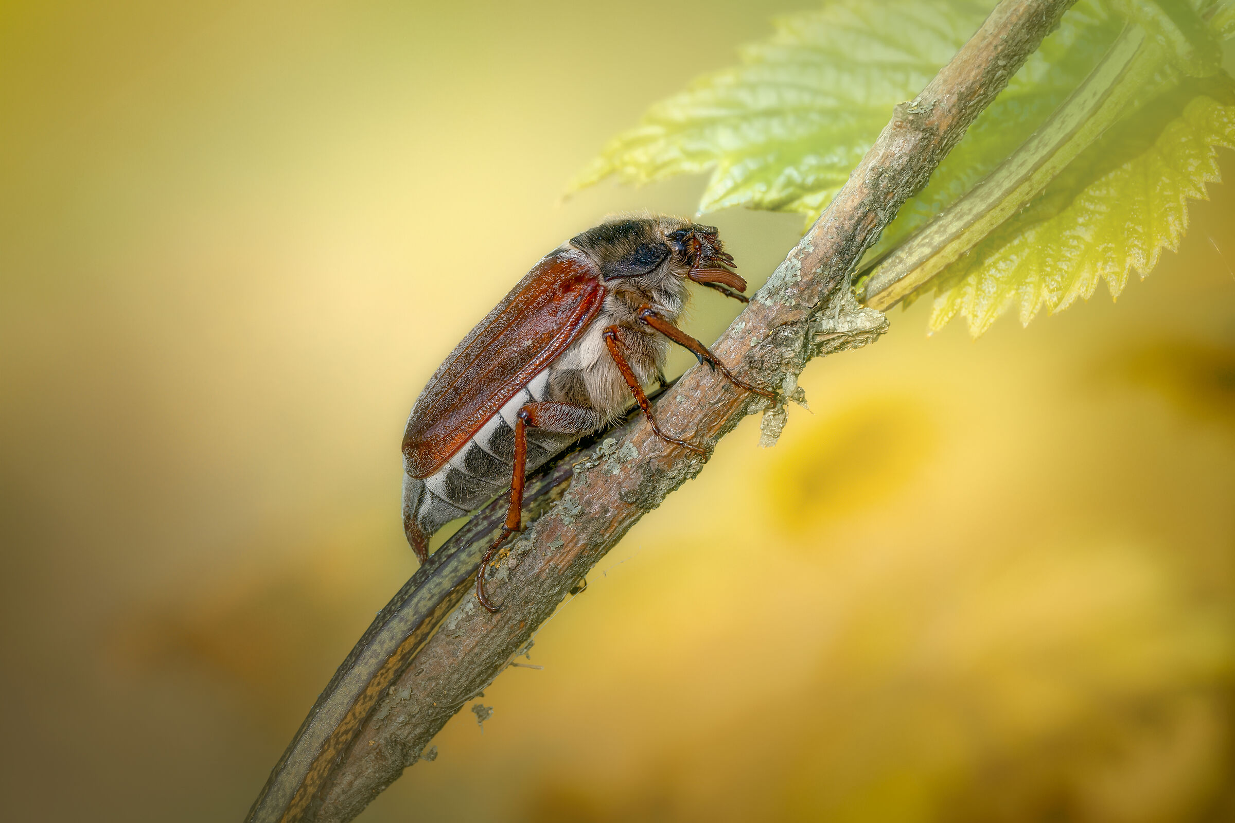 Common Beetle