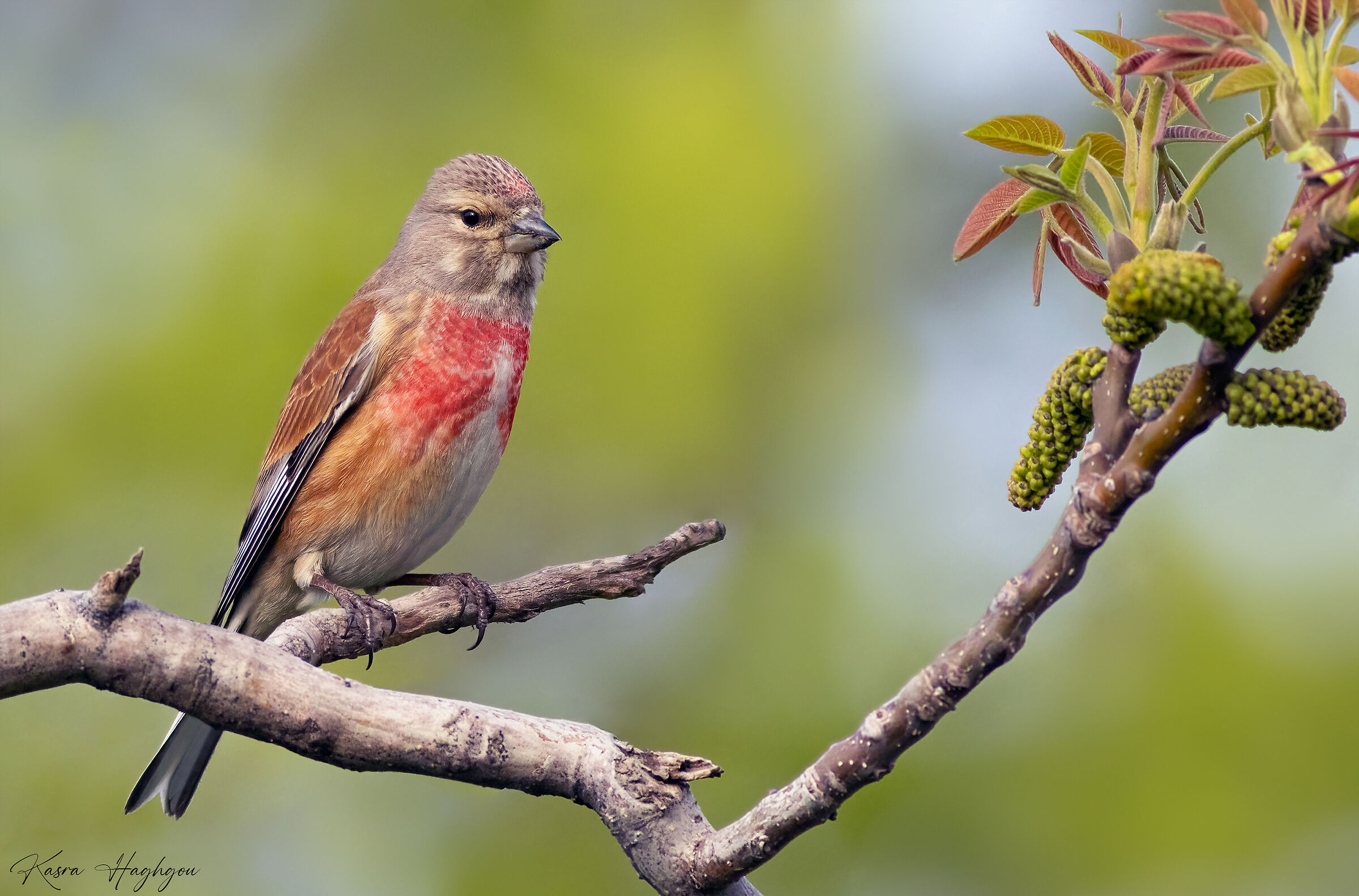 Linnet