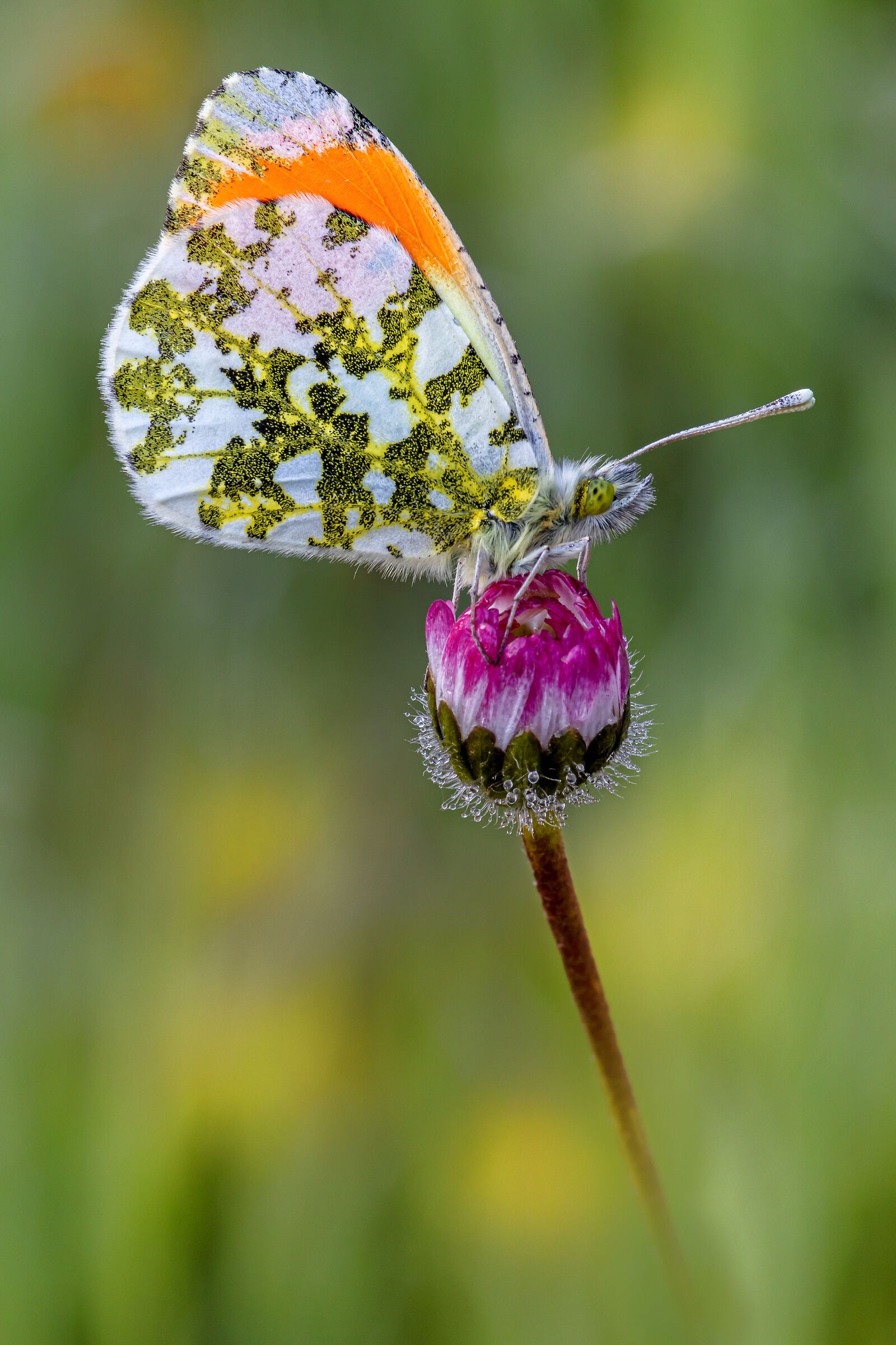 Anthocharis cardamines (Linnaeus, 1758)
