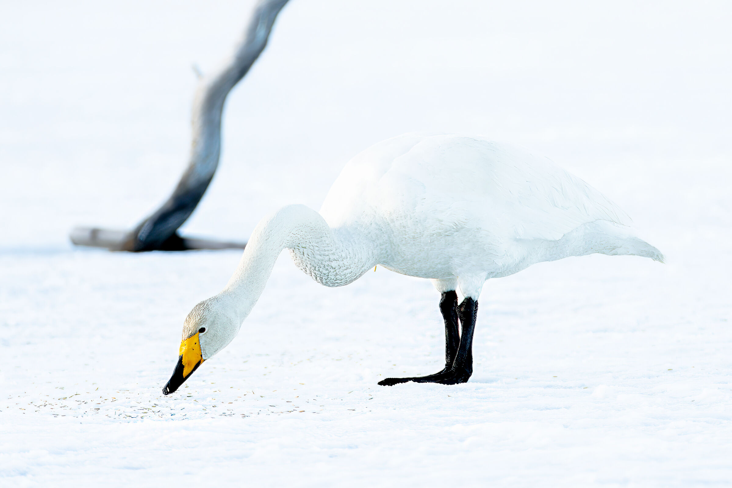 cigno selvatico in HK