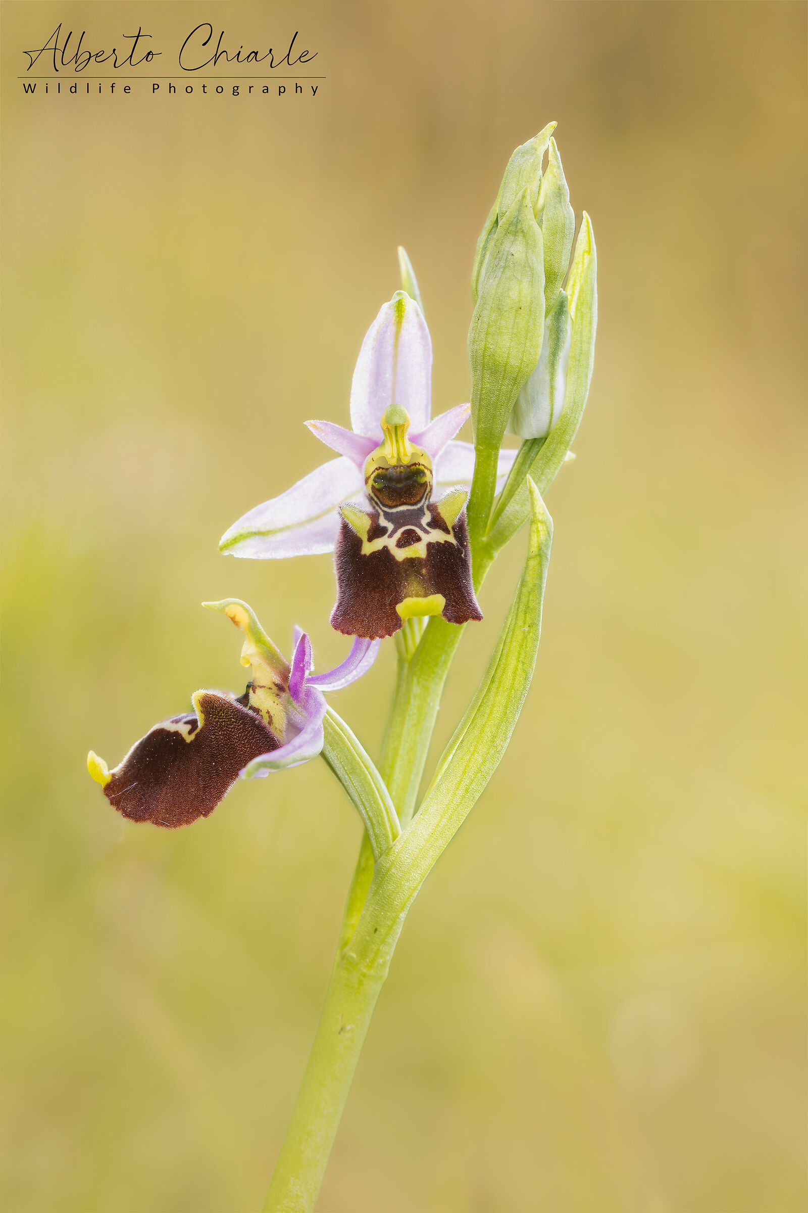 Ophrys holosericea/dinarica