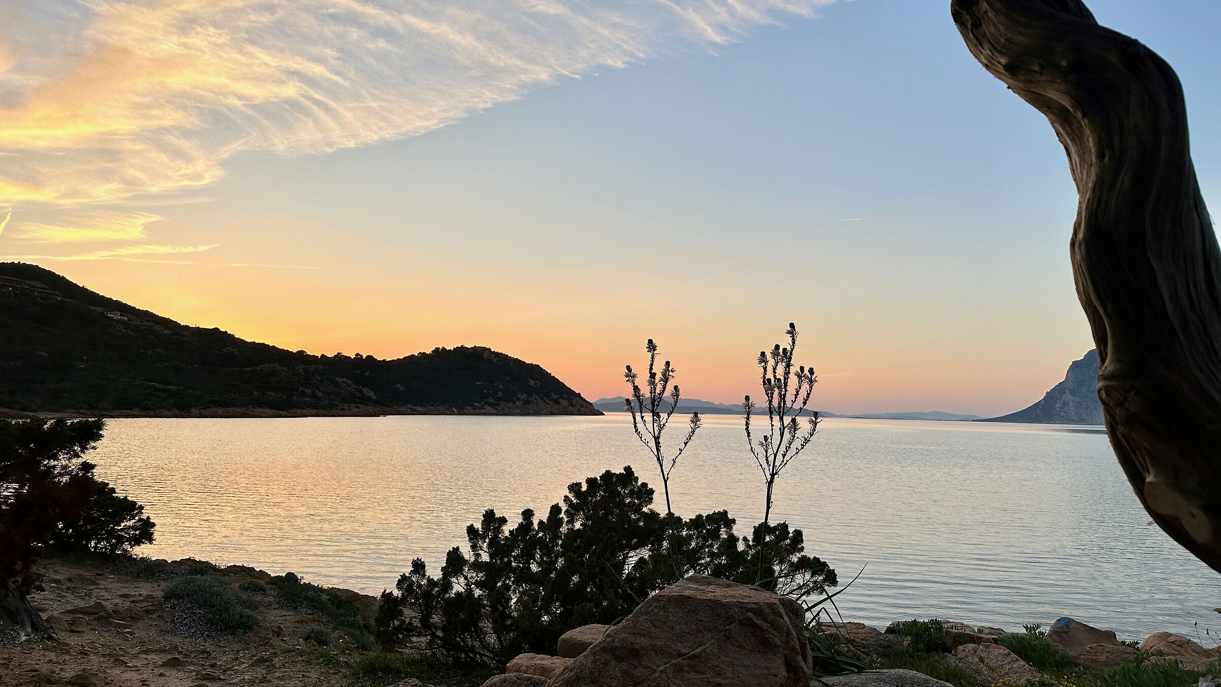 Asfodeli a Capo Coda Cavallo