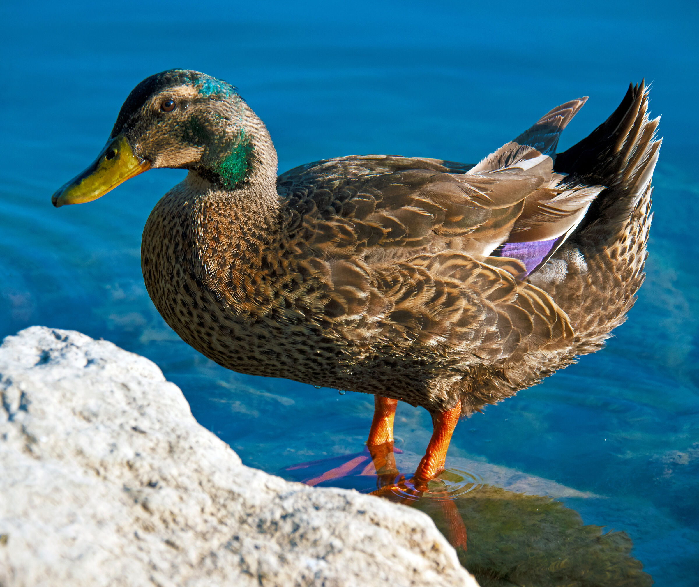 Mallard