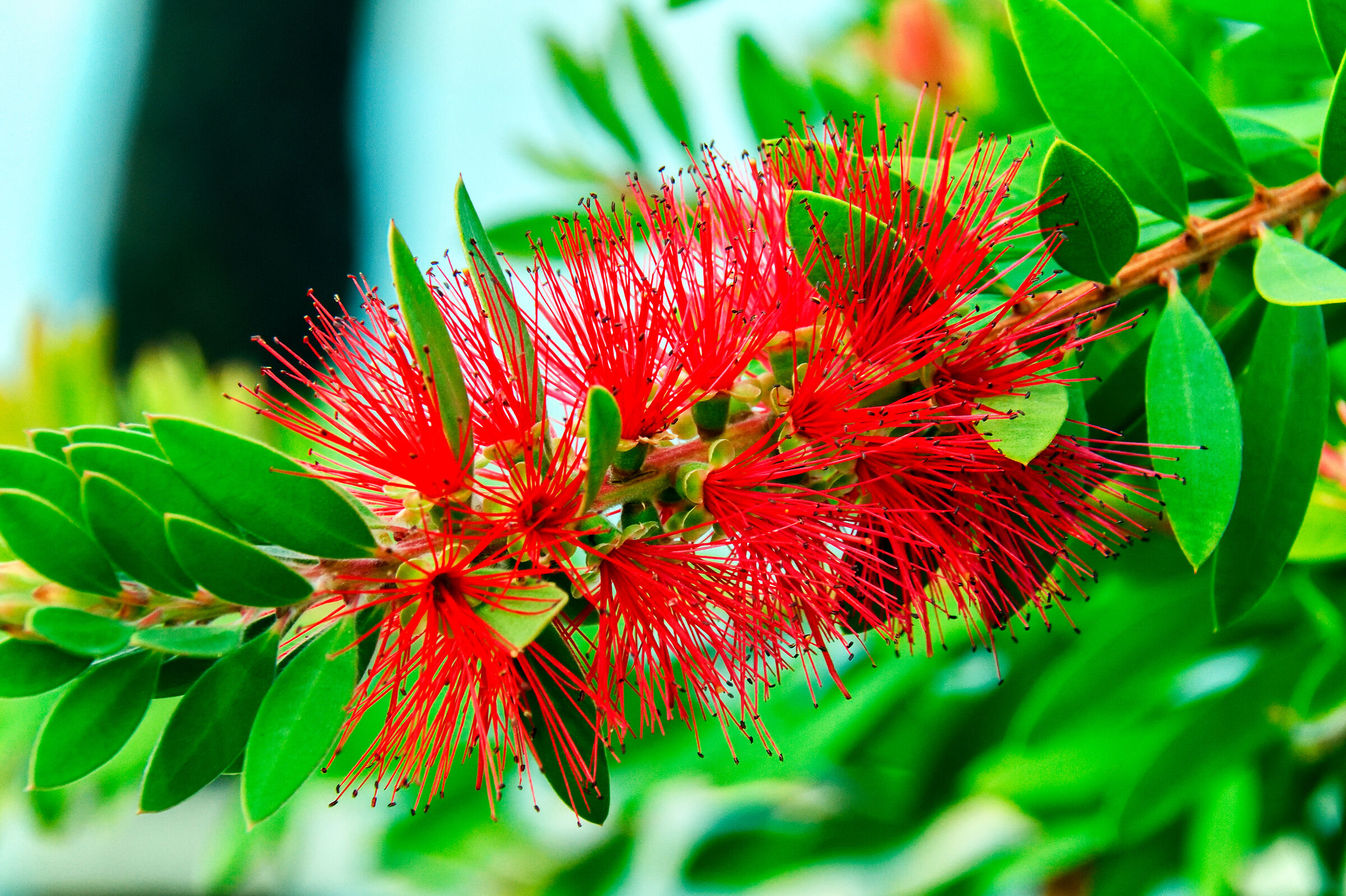 Callistemon Leavis