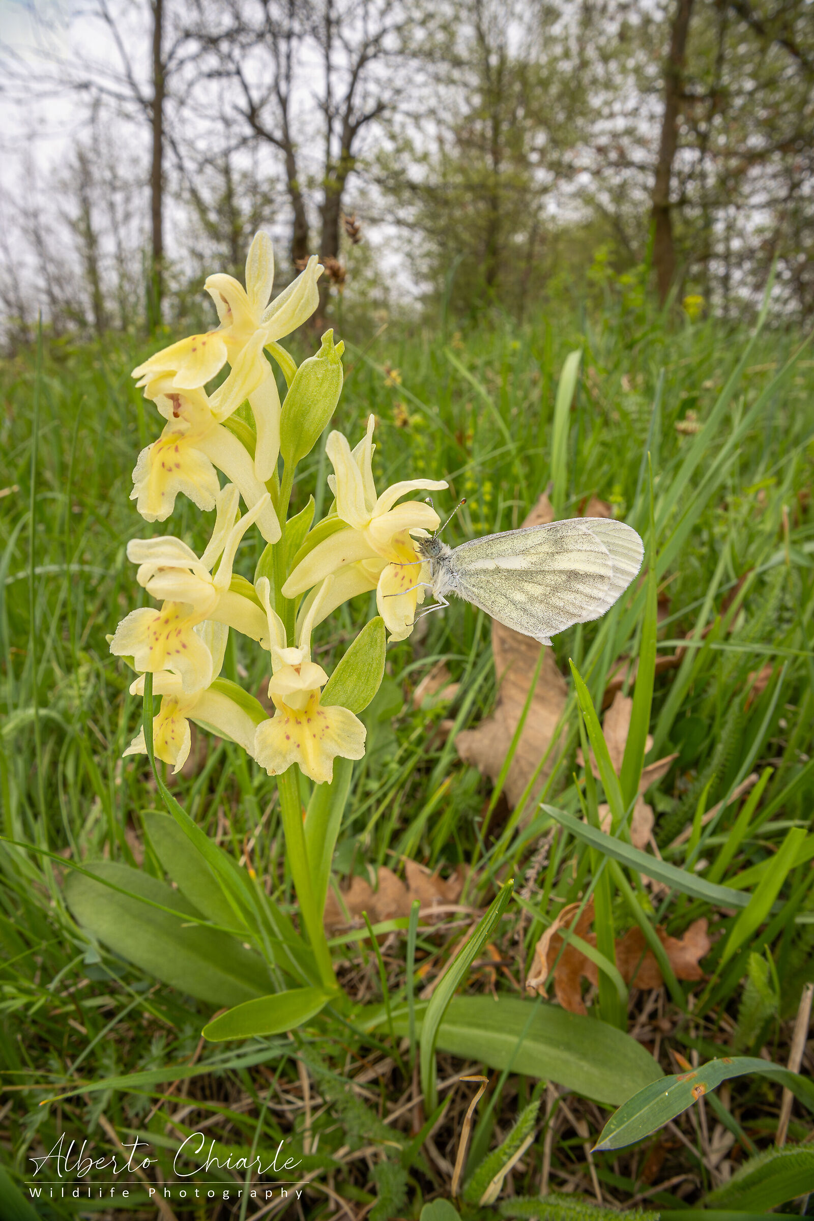 dactylorhiza sambucina