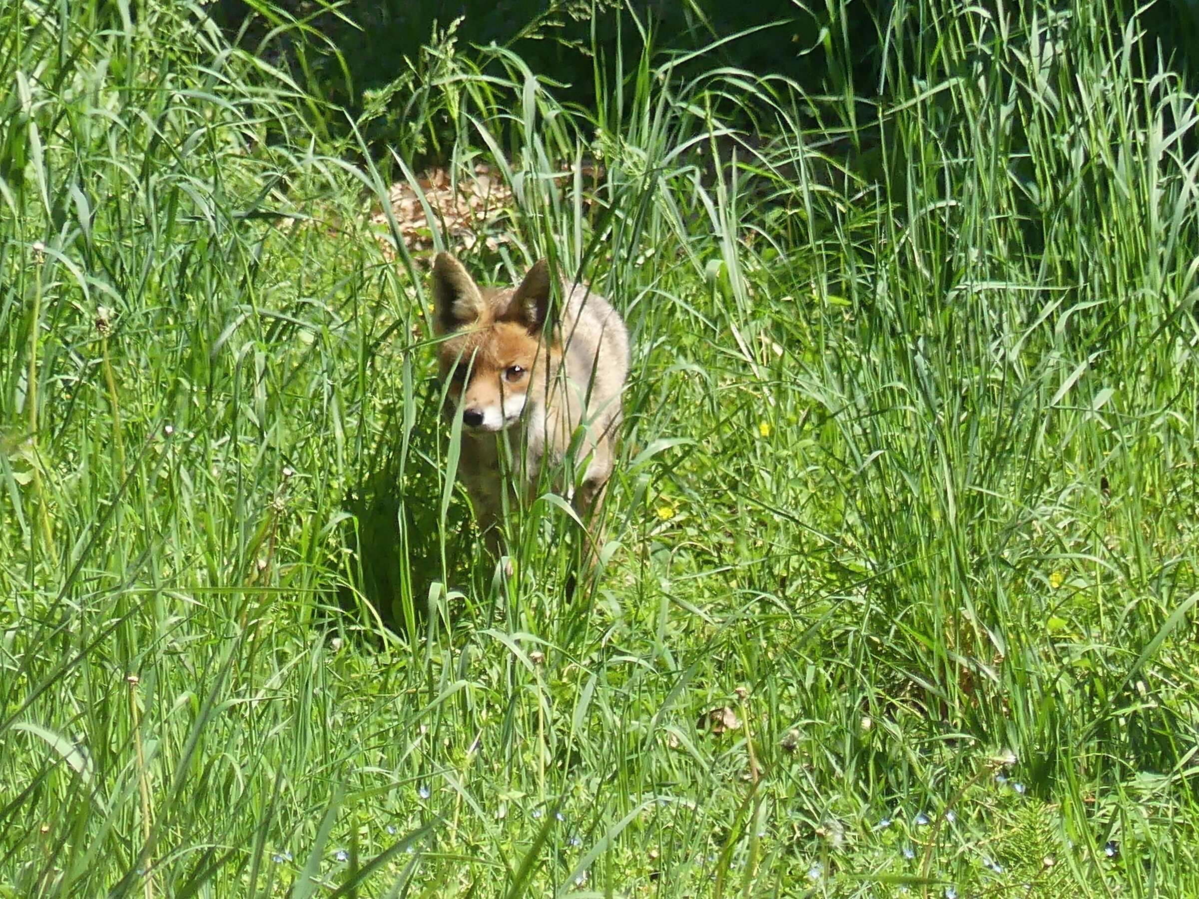mamma volpe é uscita dalla tana