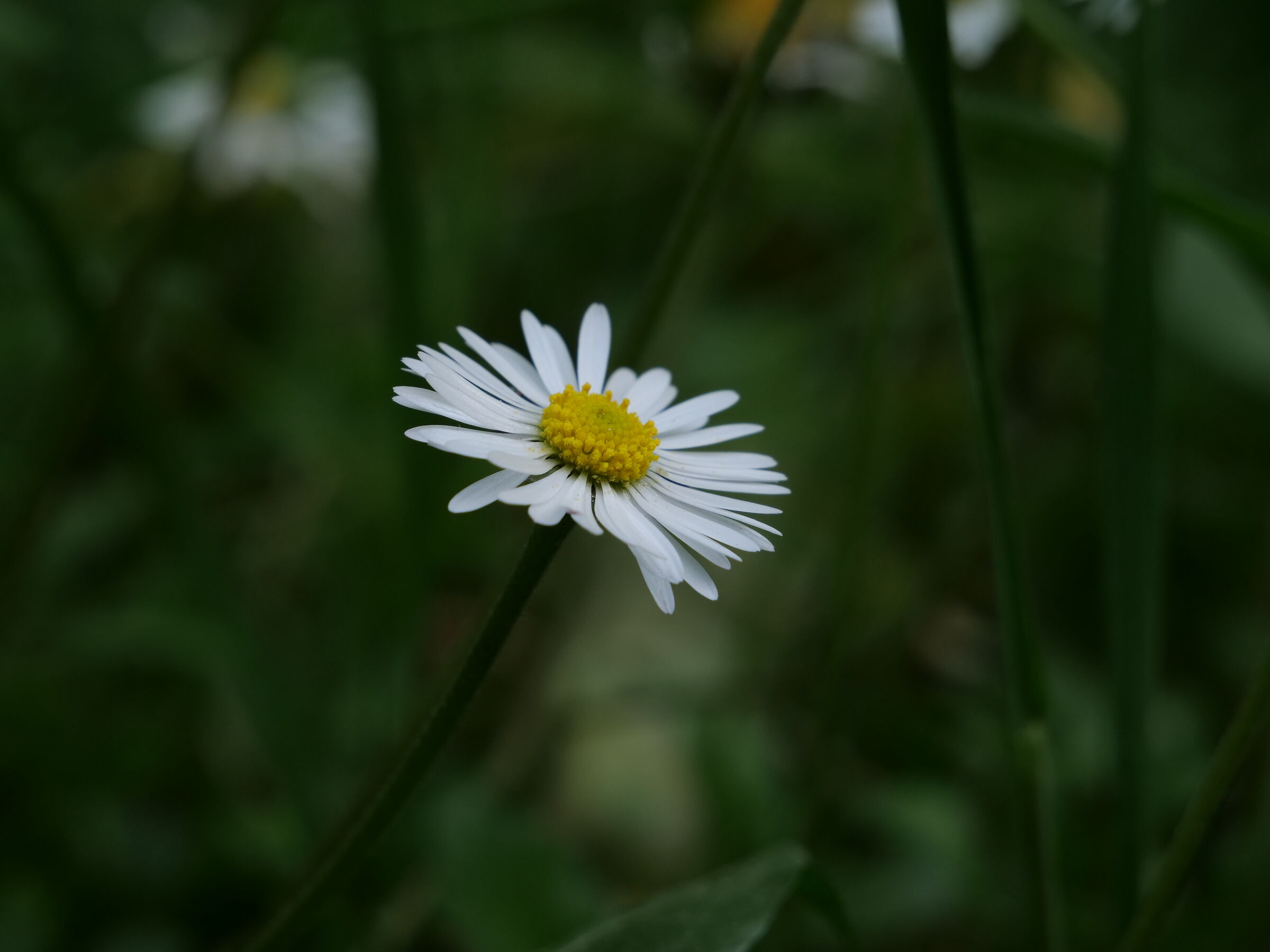 Nella foresta