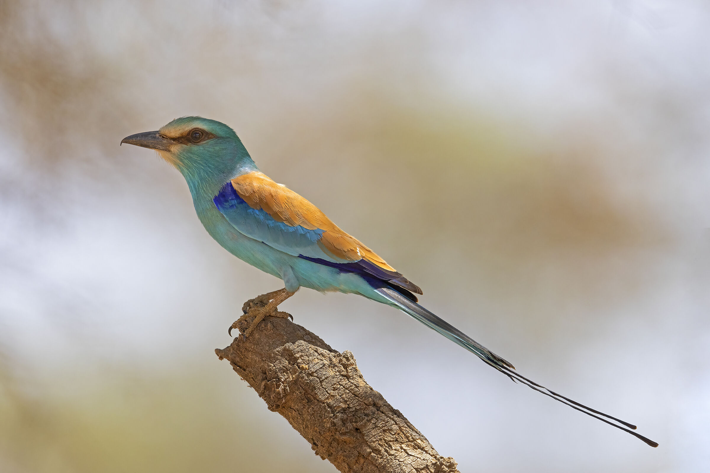 Ghiandaia marina dell'Abissinia