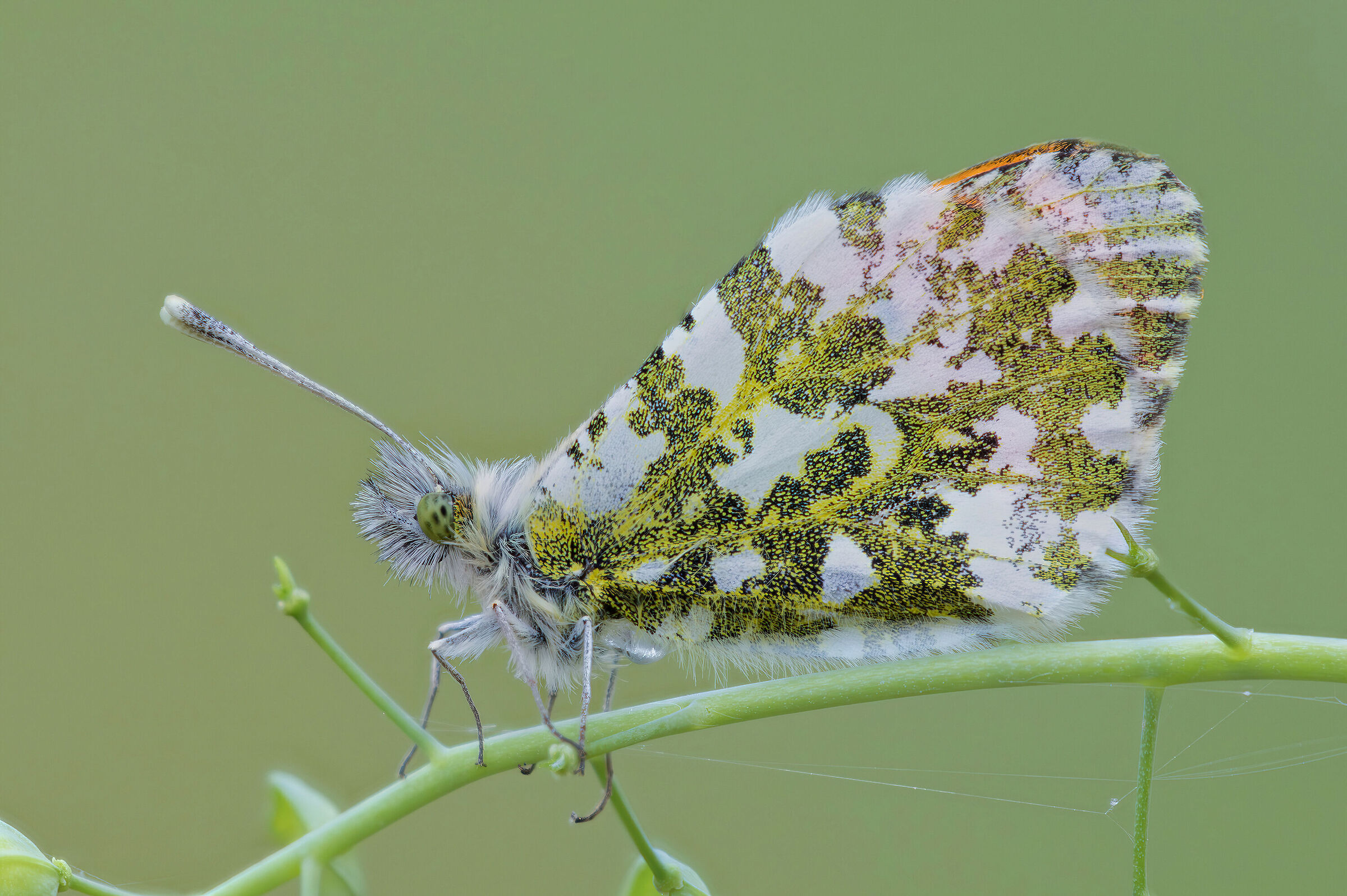 Anthocharis cardamines