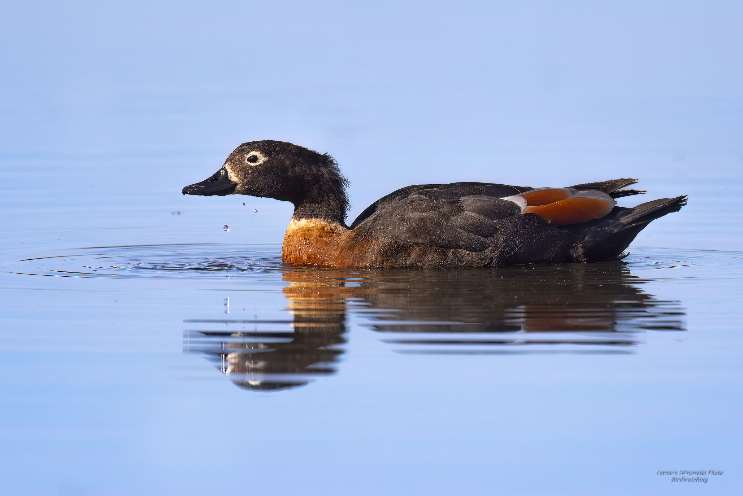 Casarca Australiana femmina