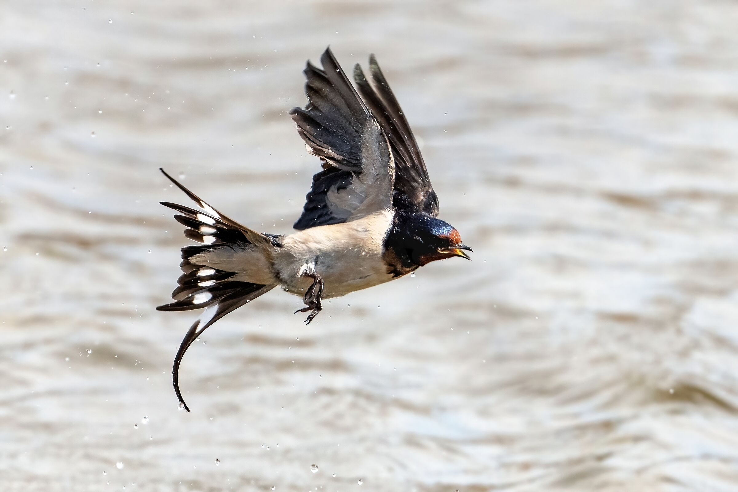 Common swallow (Hirundo rustica)