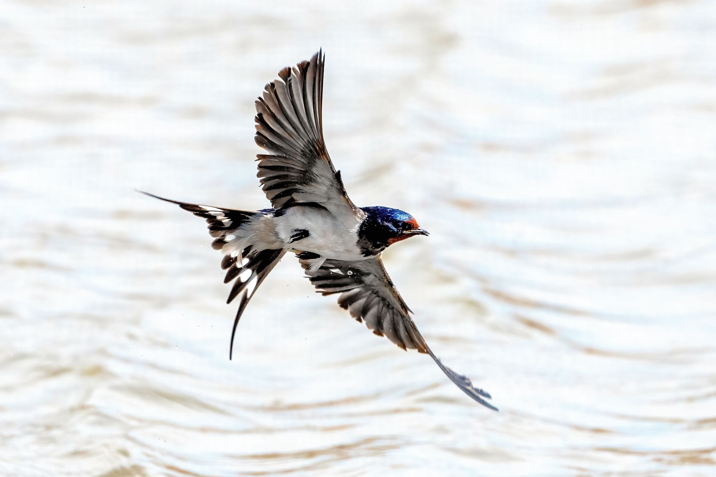 Common swallow (Hirundo rustica)