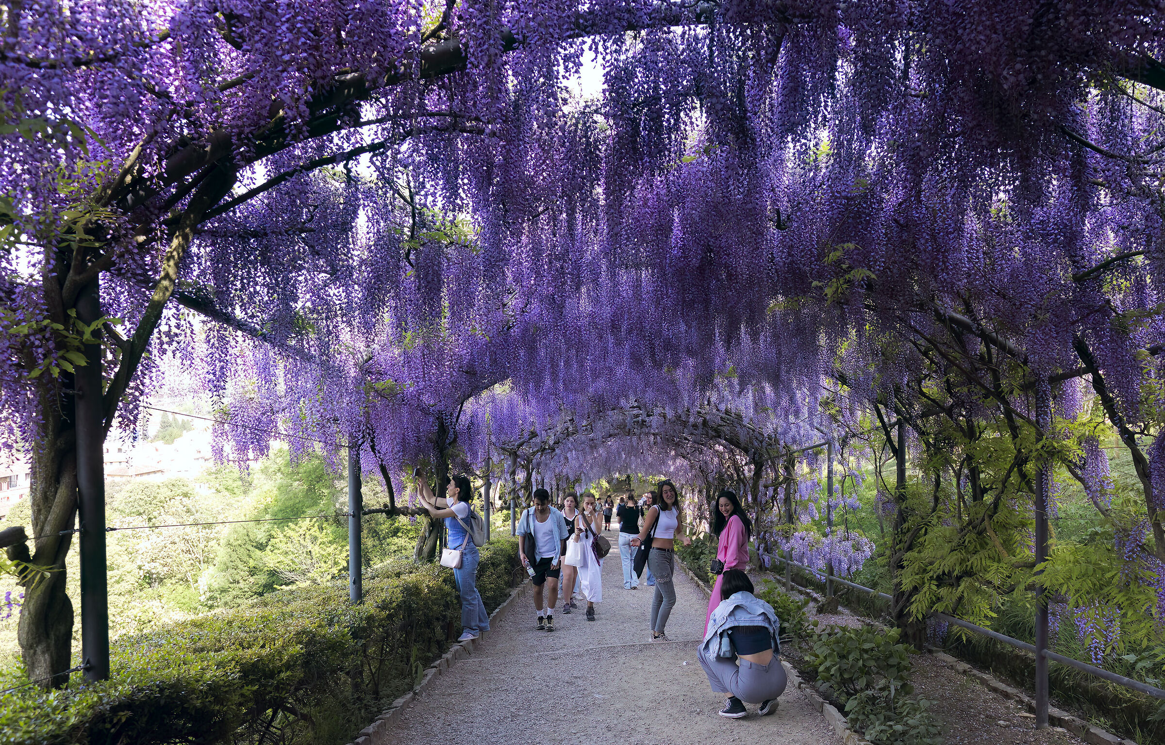 Under a sky of... wisteria