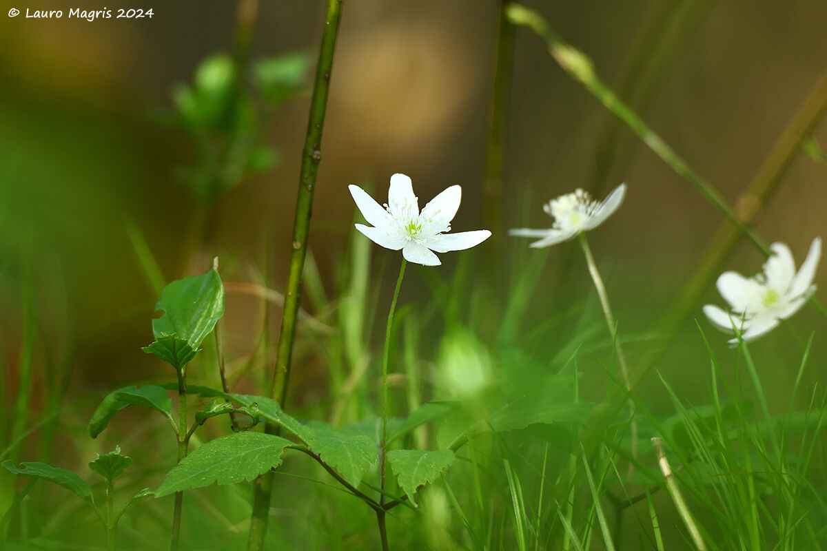 Anemoni trifogliati