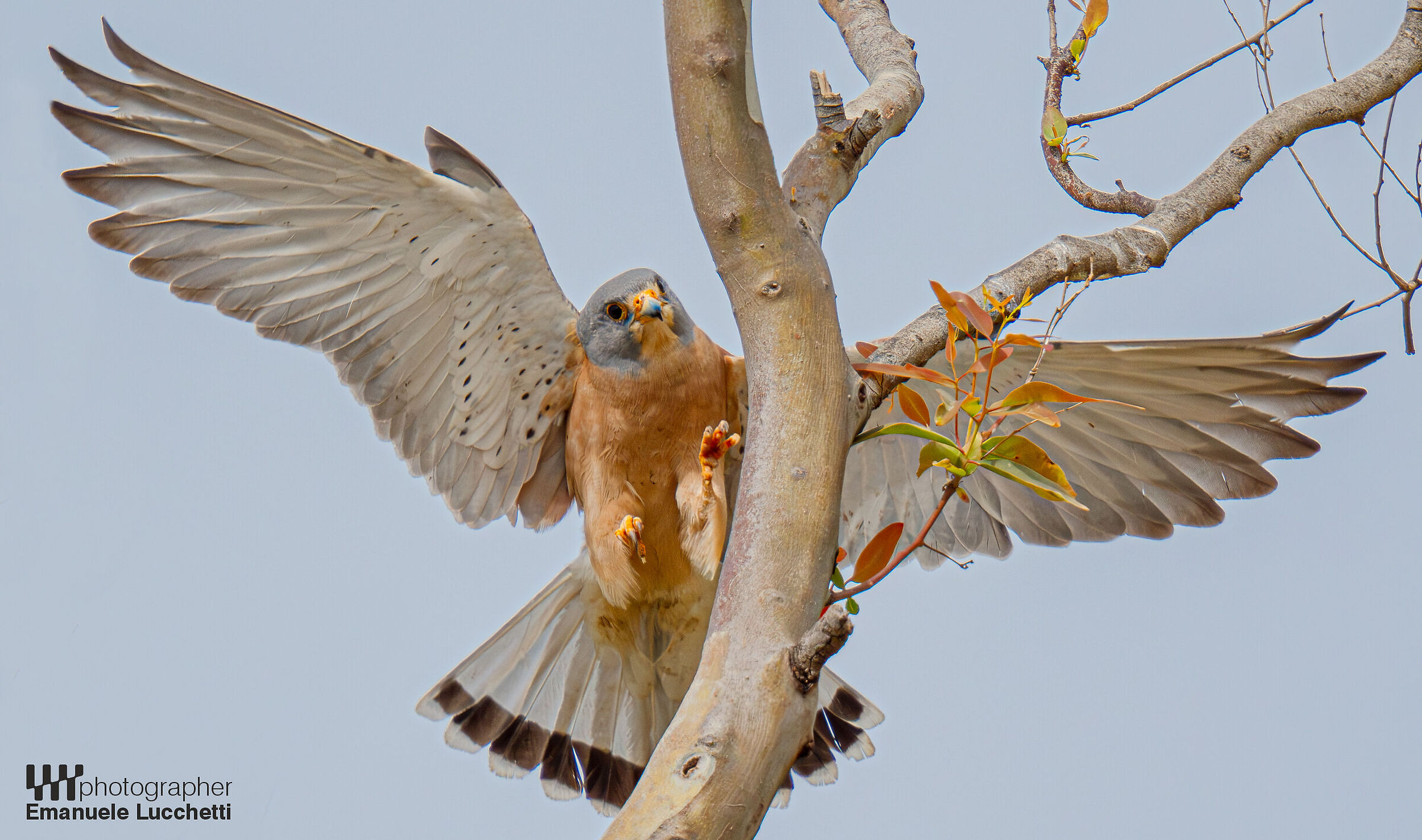 Lesser Kestrel (bad)