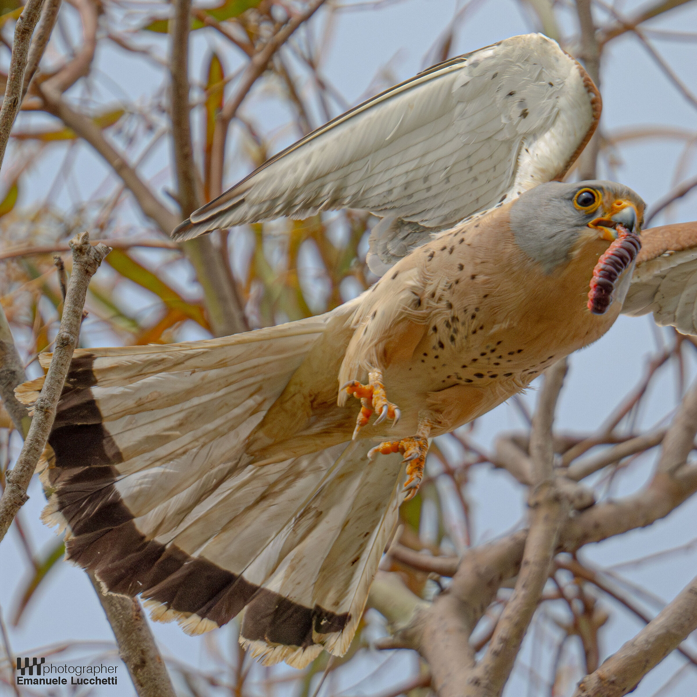 Lesser Kestrel (bad)