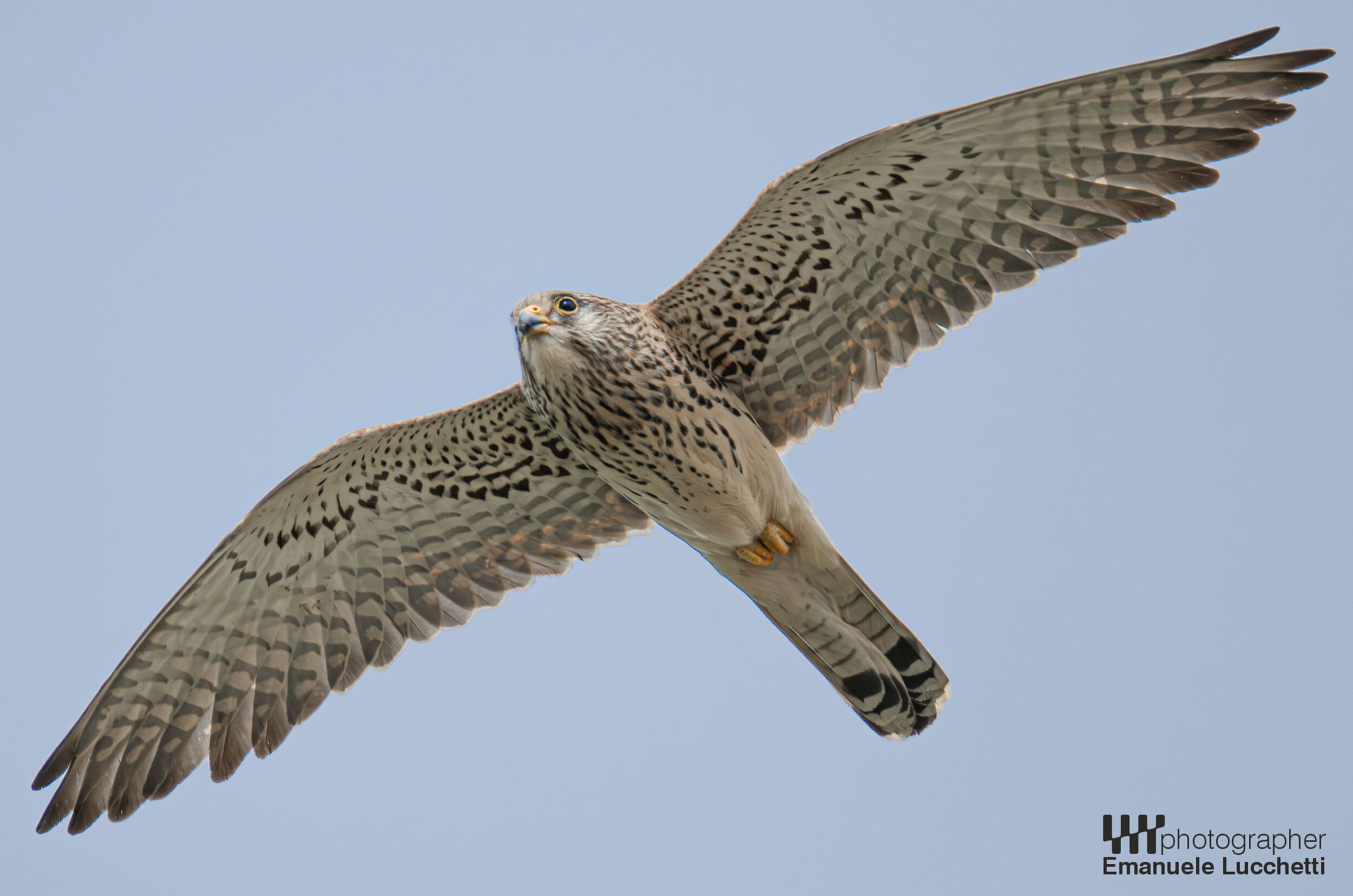 Lesser Kestrel (female)
