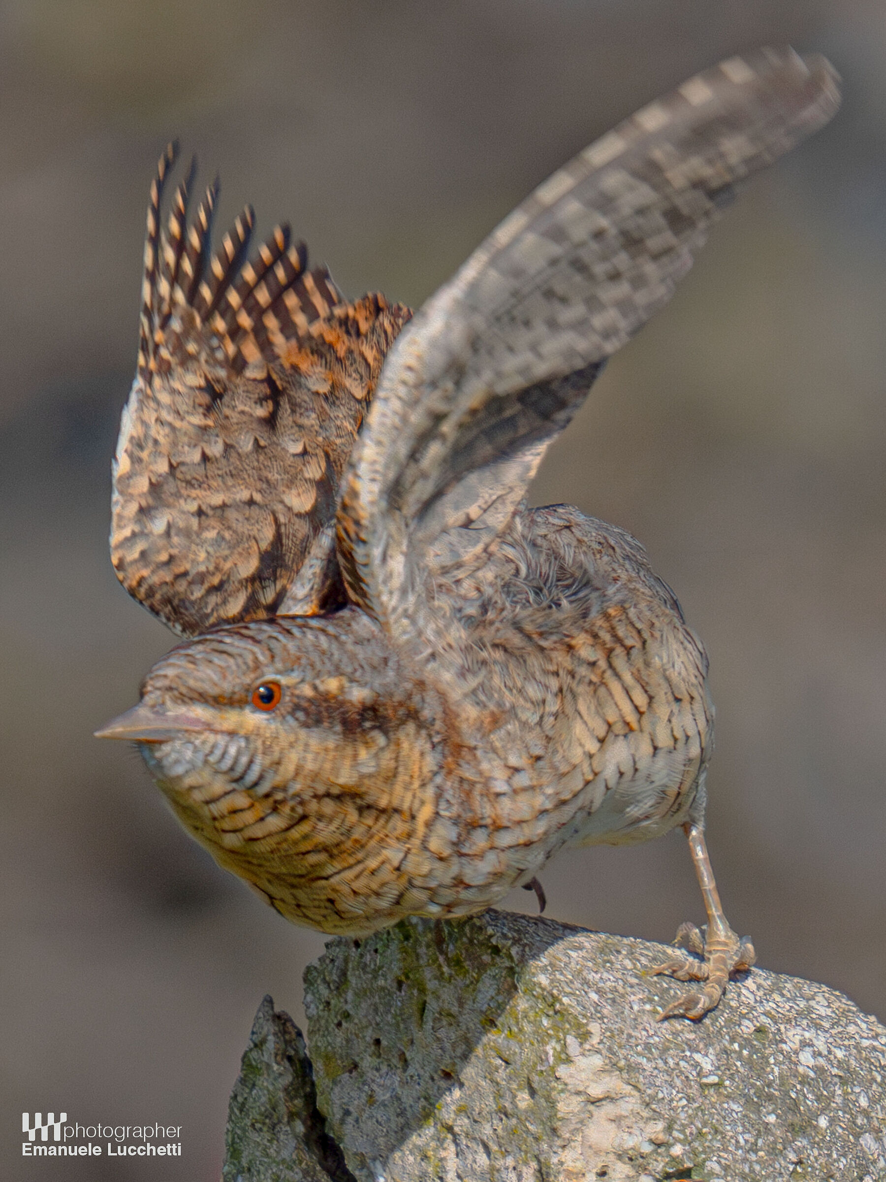 Wryneck
