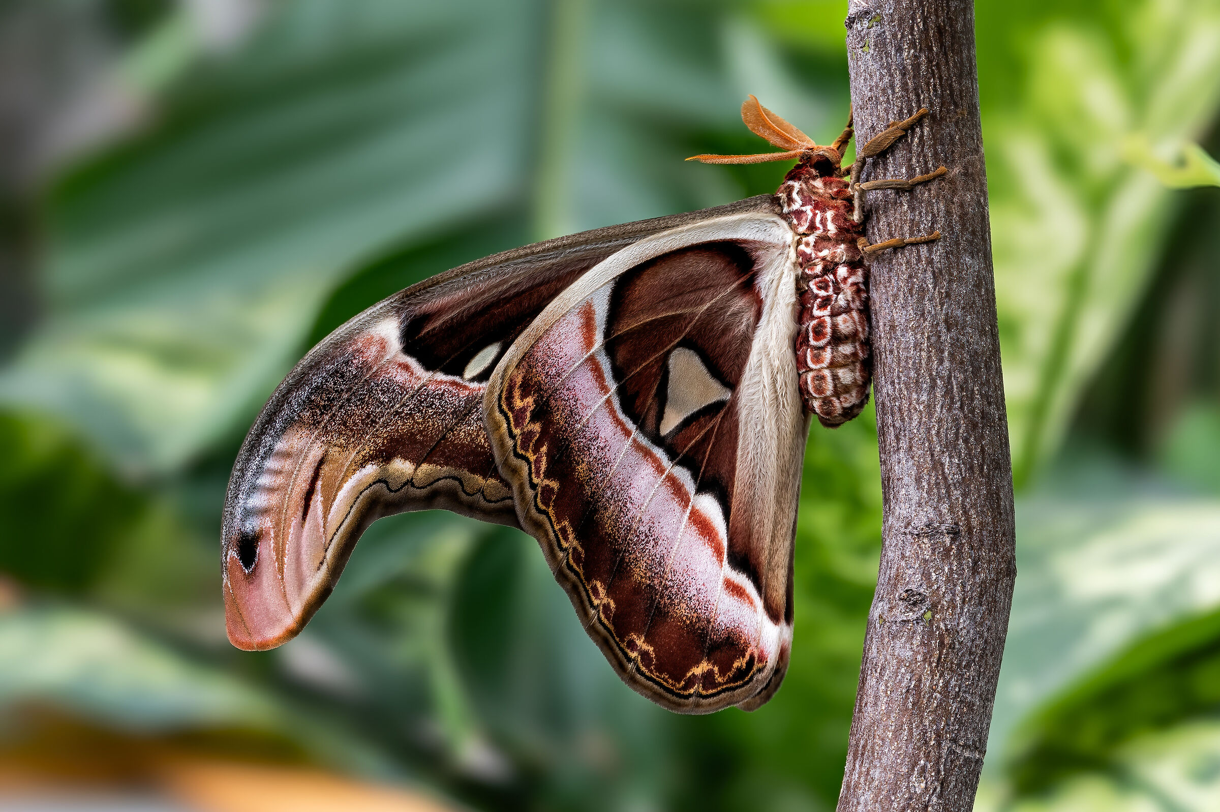 Attacus atlas or cobra butterfly