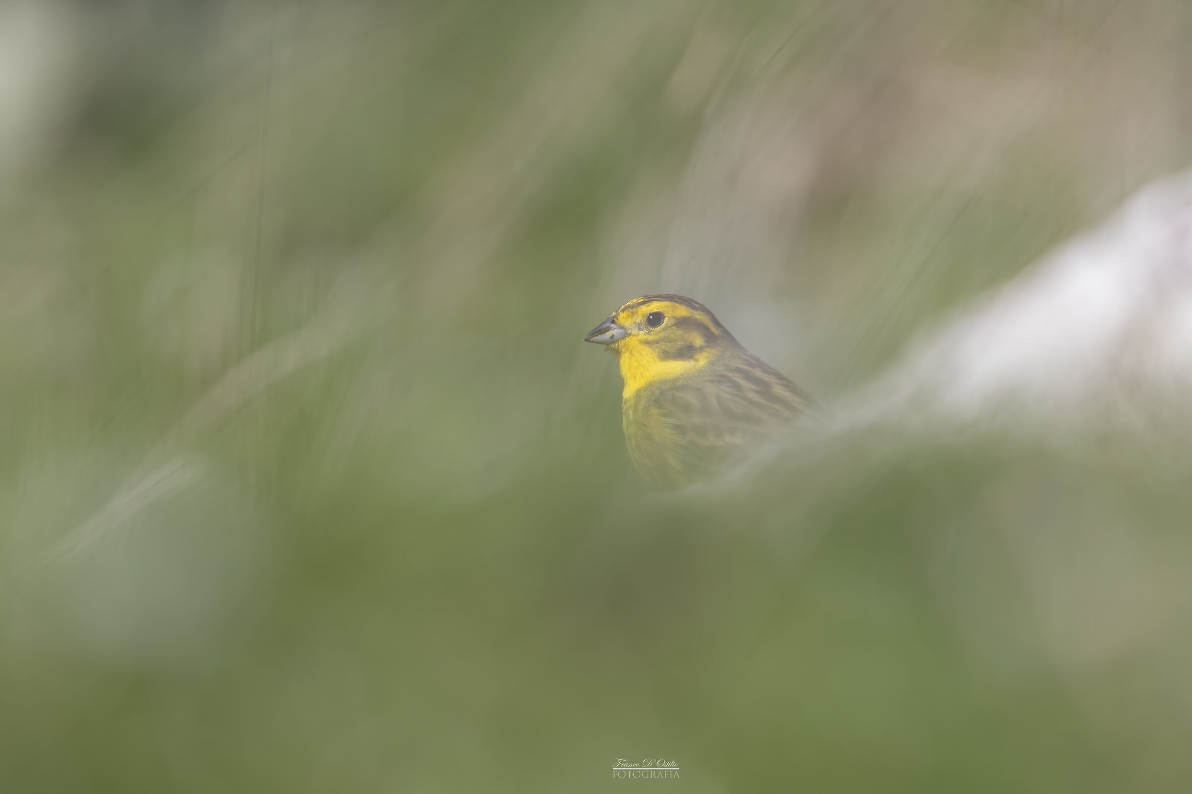 Tra rocce e fili d'erba... zigolo giallo.