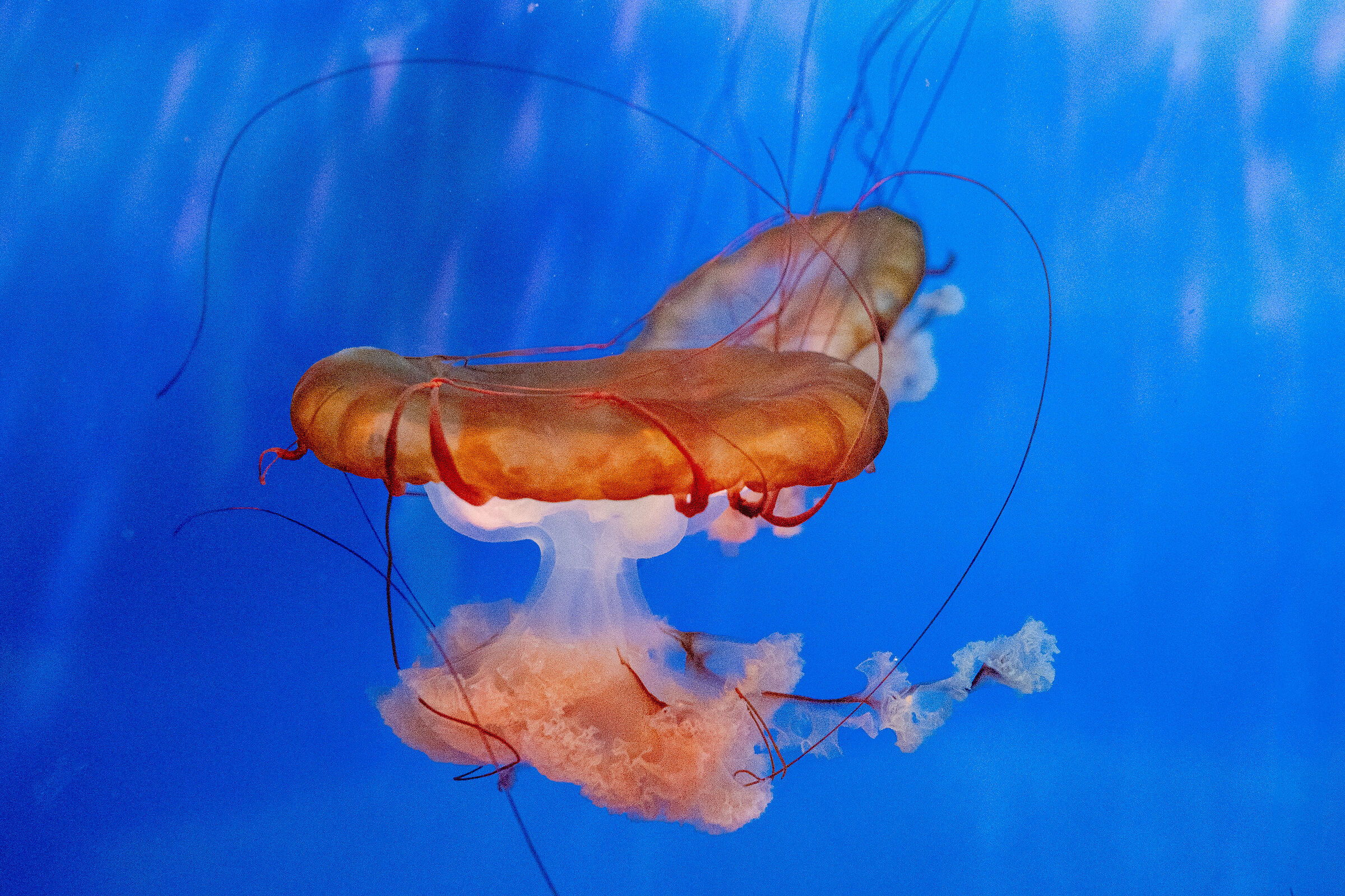 Chrysaora Fuscescens