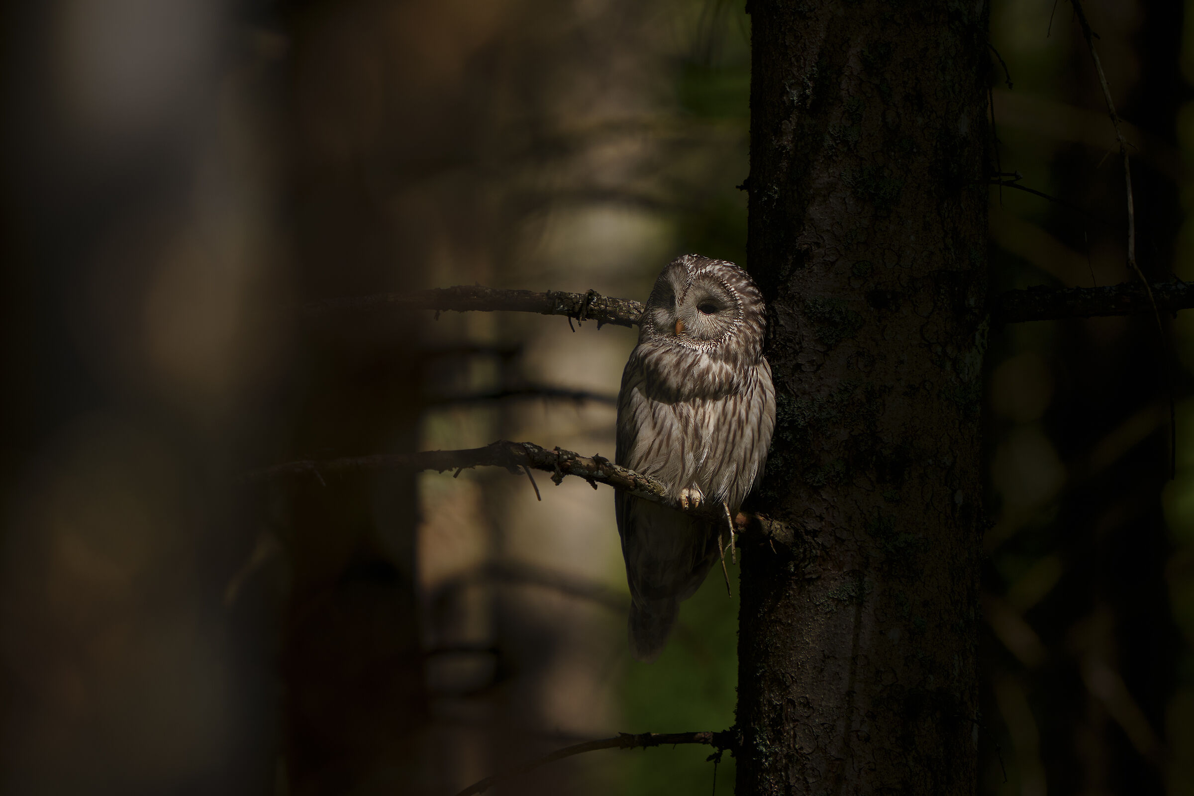 allocco degli Urali Slovenia 2024-04-15
